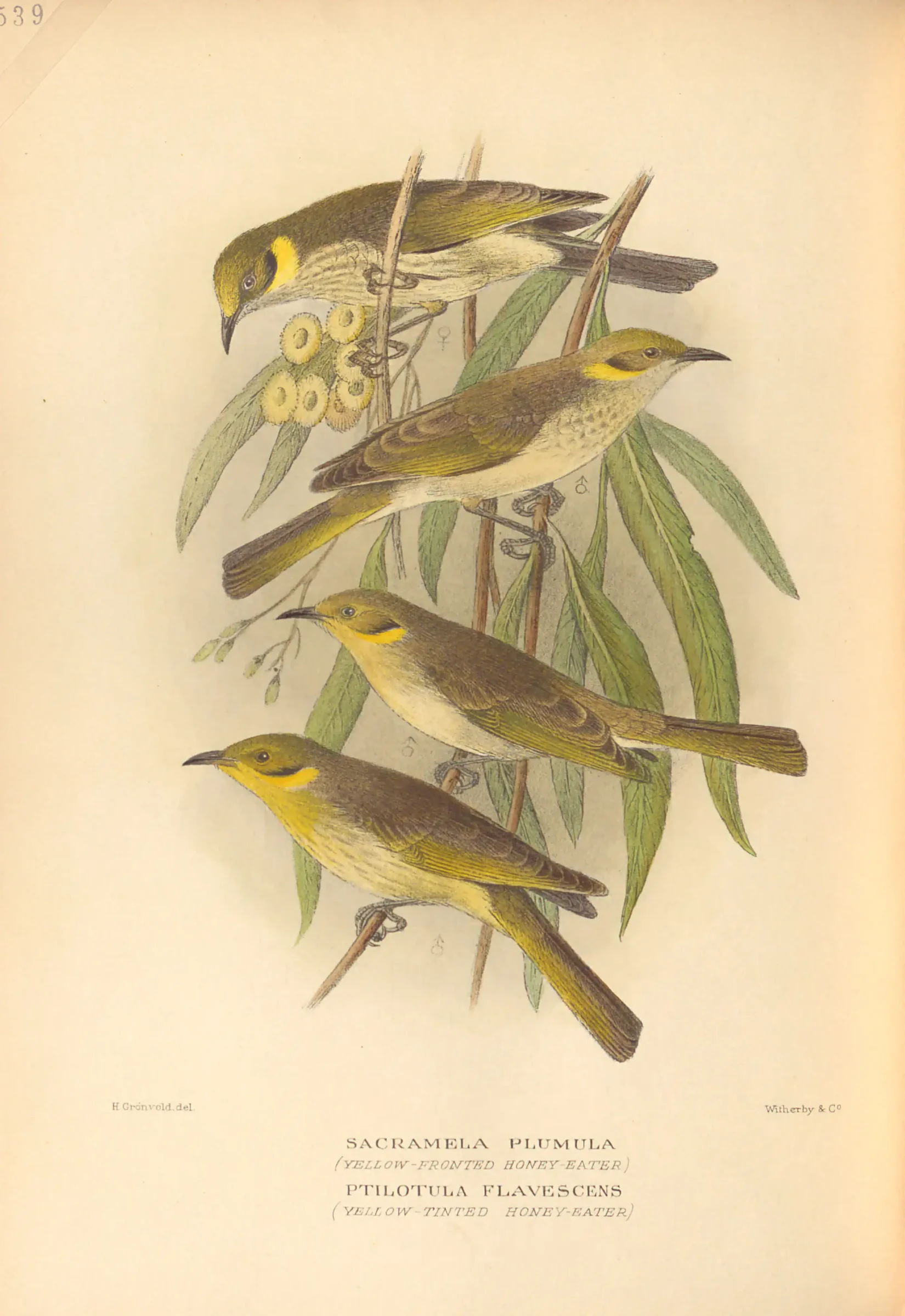 Historical bird plate: Grey-fronted Honeyeater
