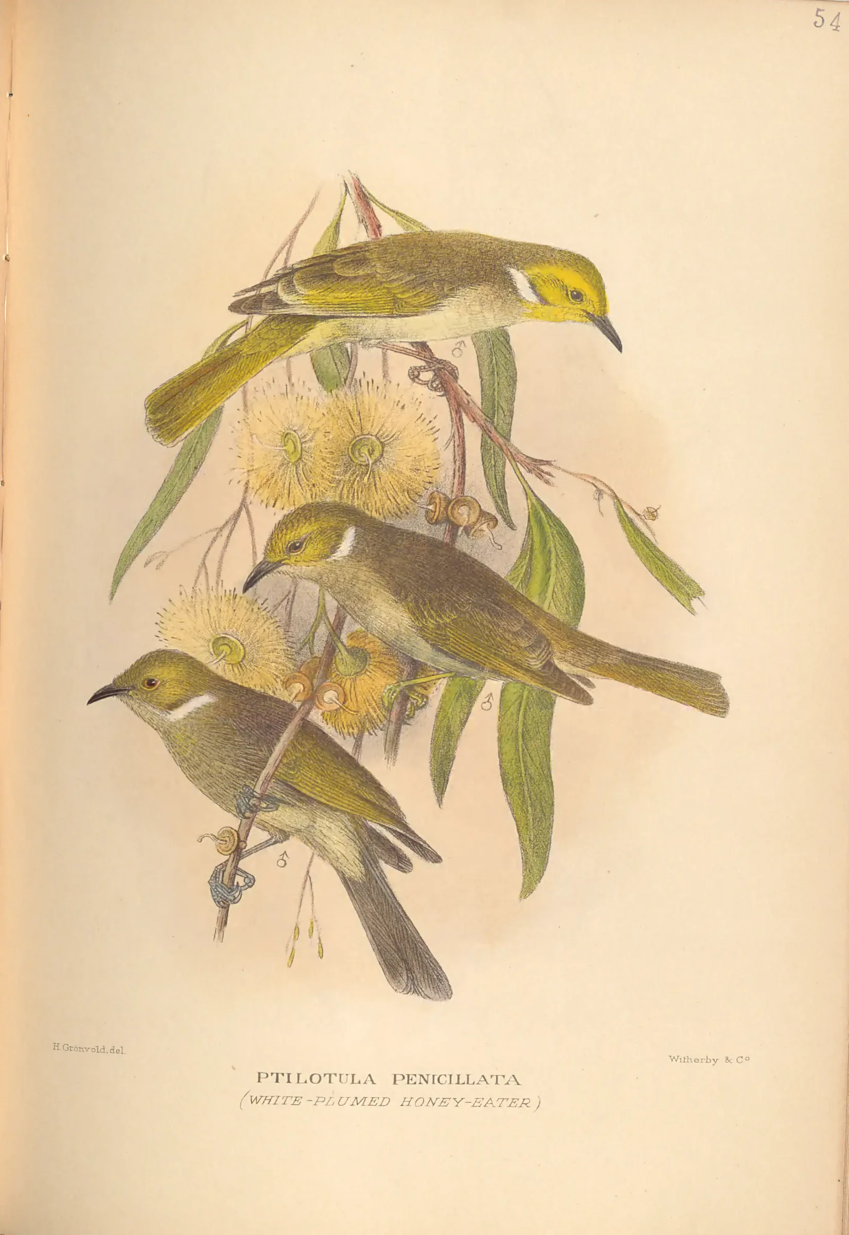 Historical bird plate: White-plumed Honeyeater