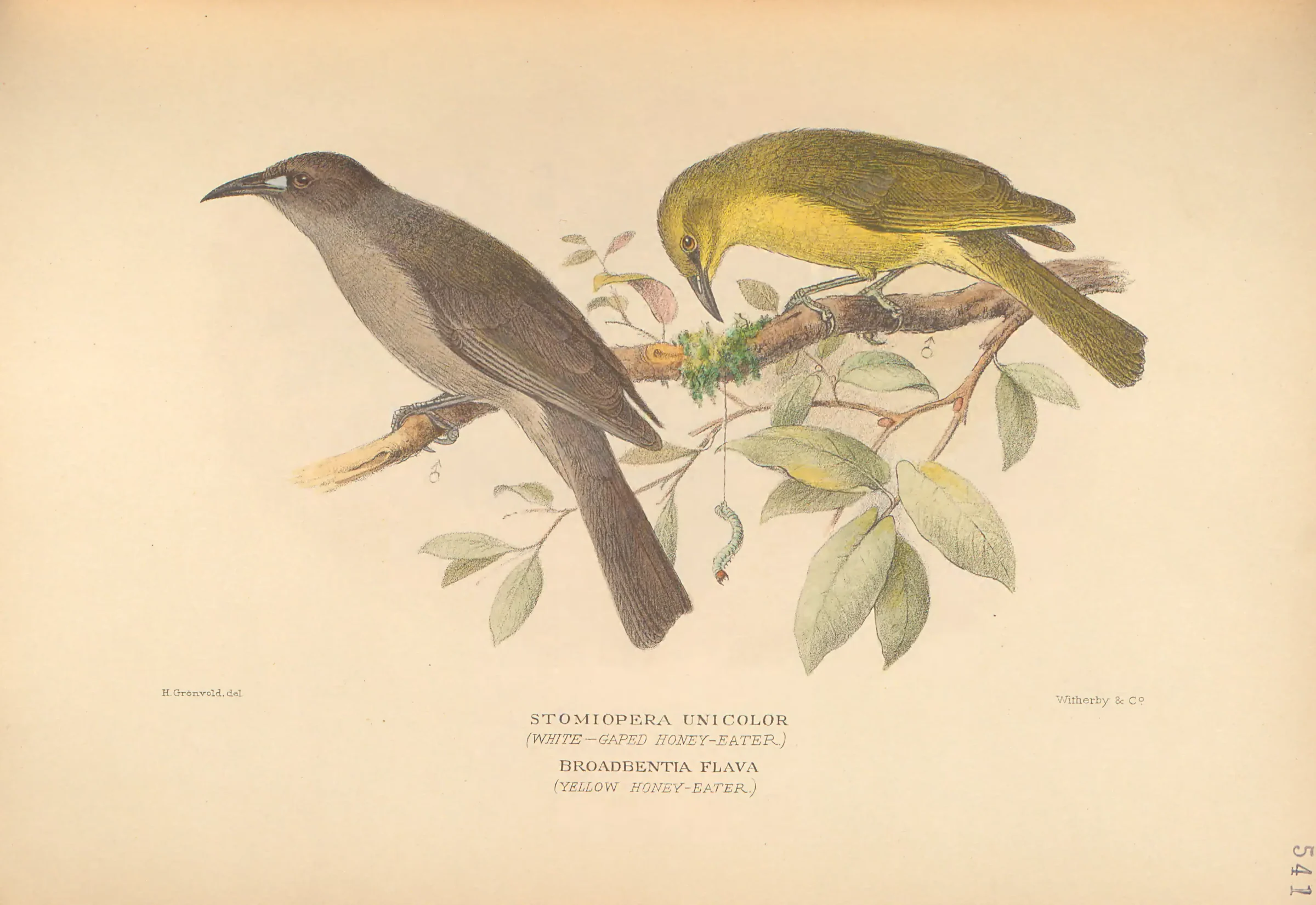 Historical bird plate: White-gaped Honeyeater