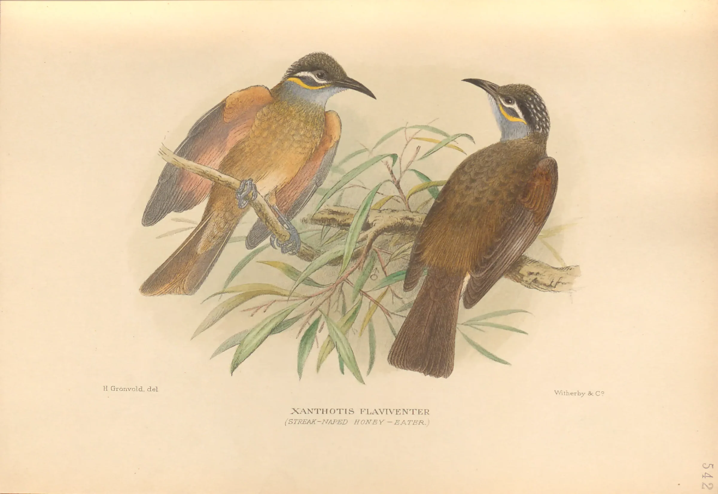 Historical bird plate: Tawny-breasted Honeyeater