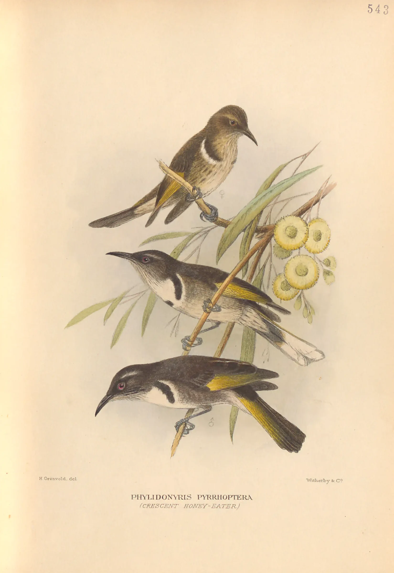 Historical bird plate: Crescent Honeyeater