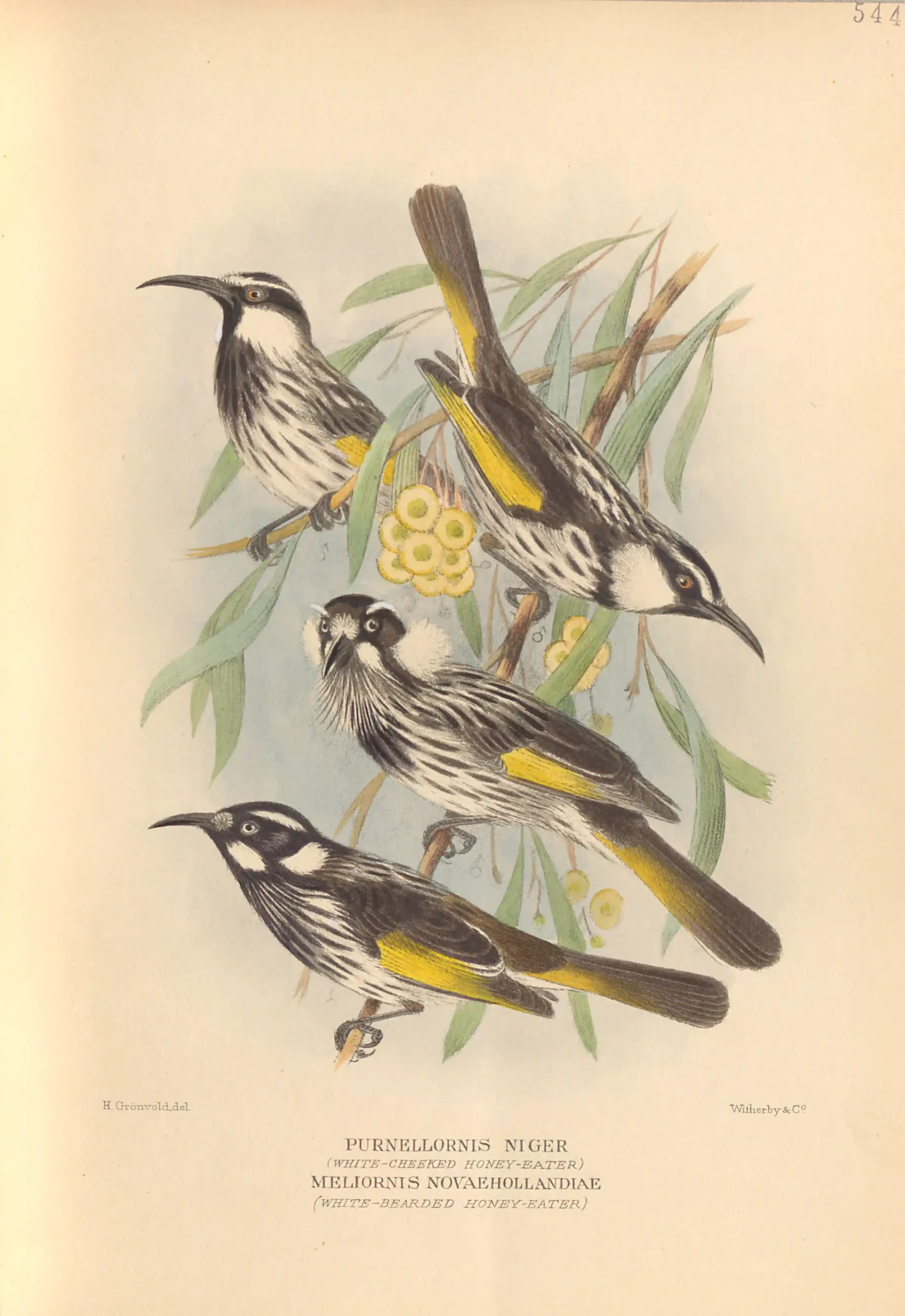 Historical bird plate: New Holland Honeyeater