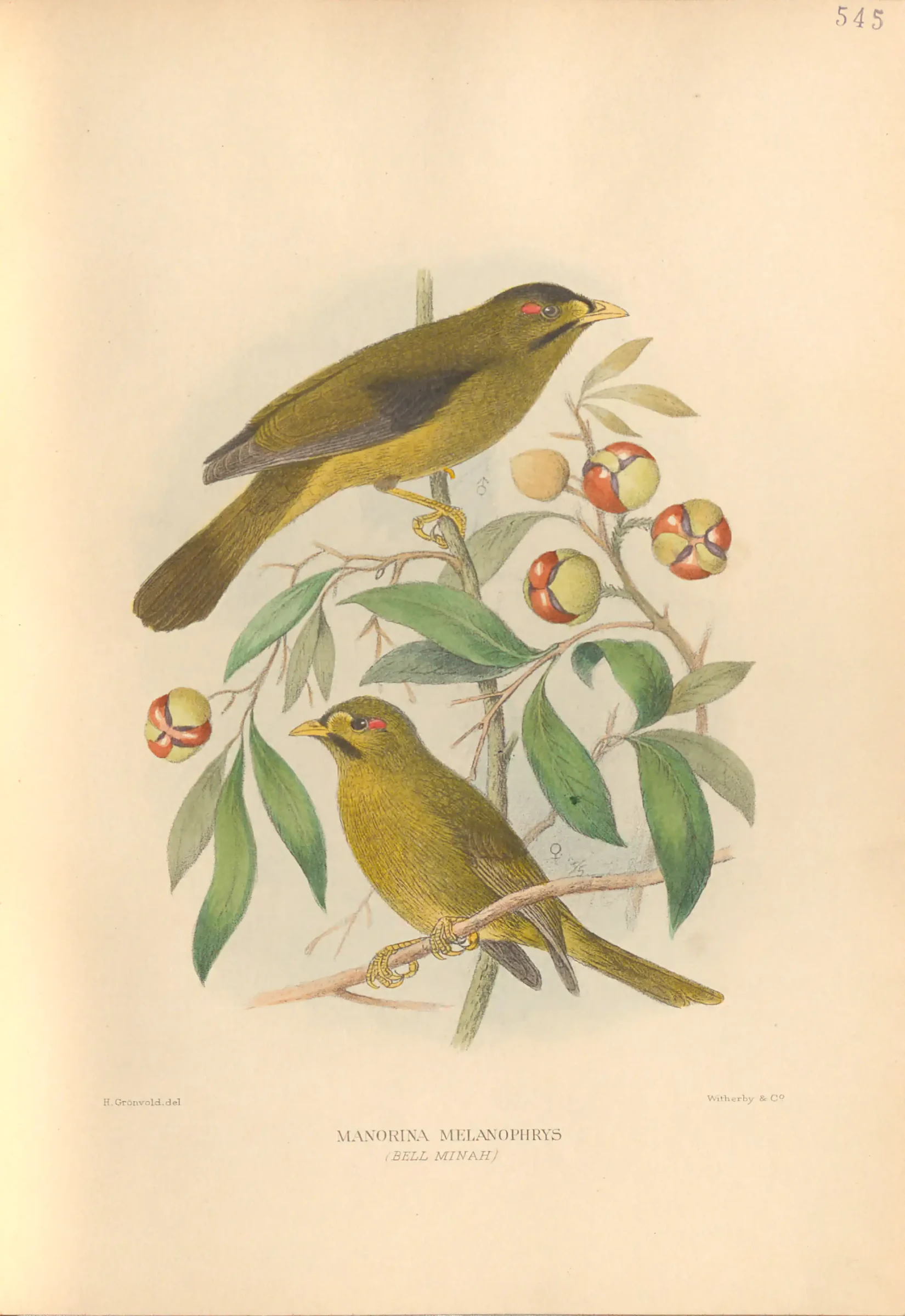 Historical bird plate: Bell Miner