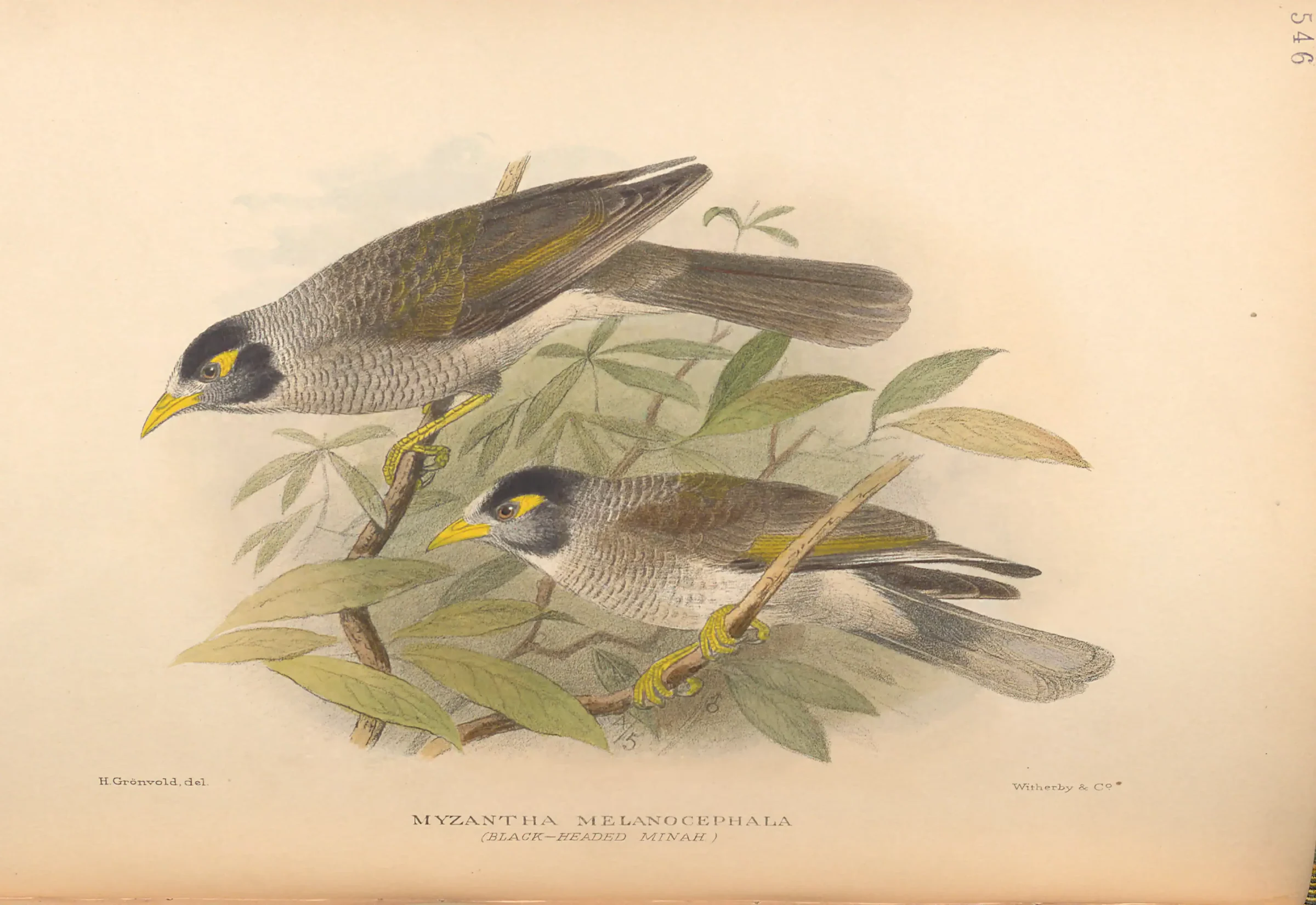 Historical bird plate: Noisy Miner