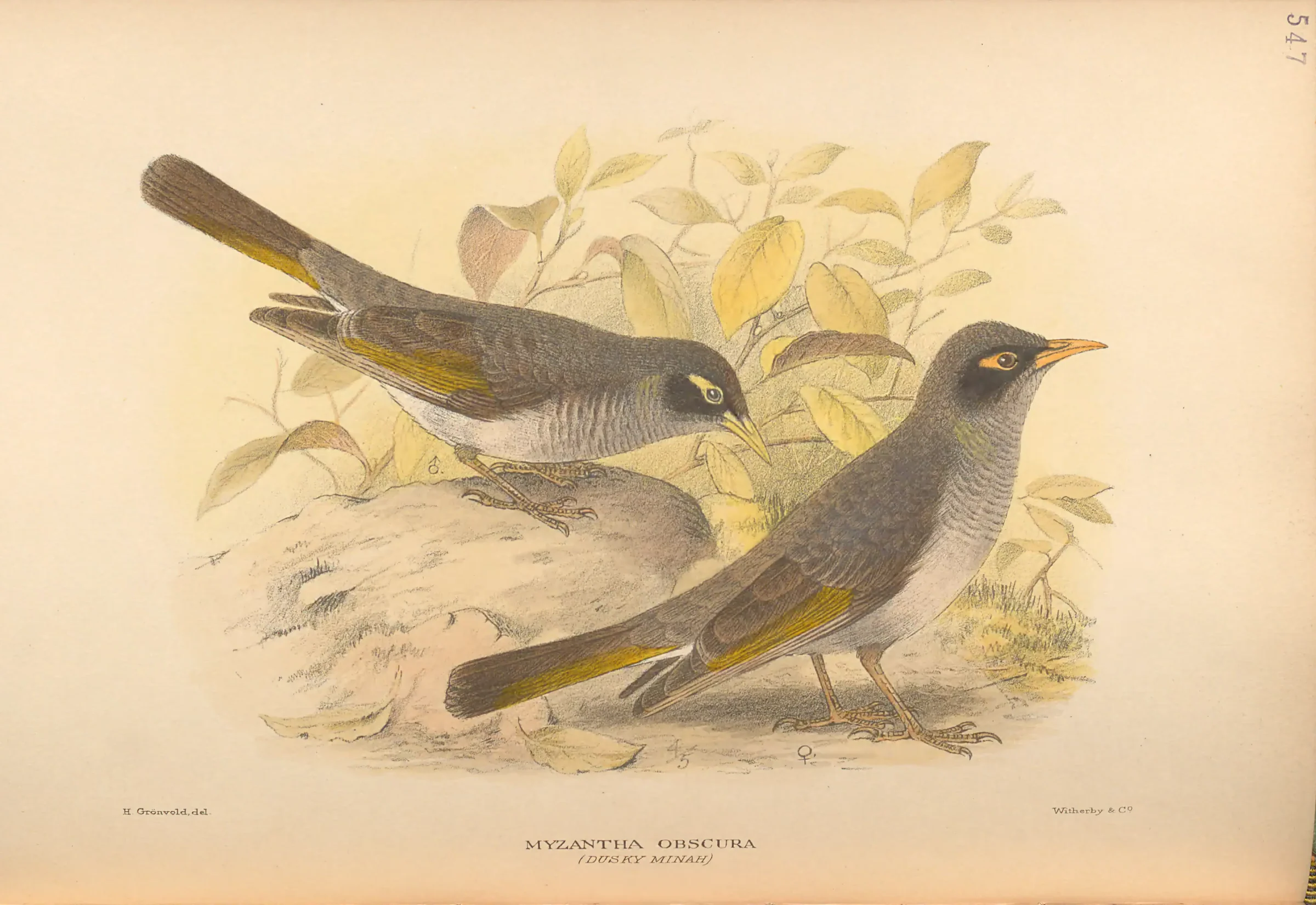 Historical bird plate: Yellow-throated Miner