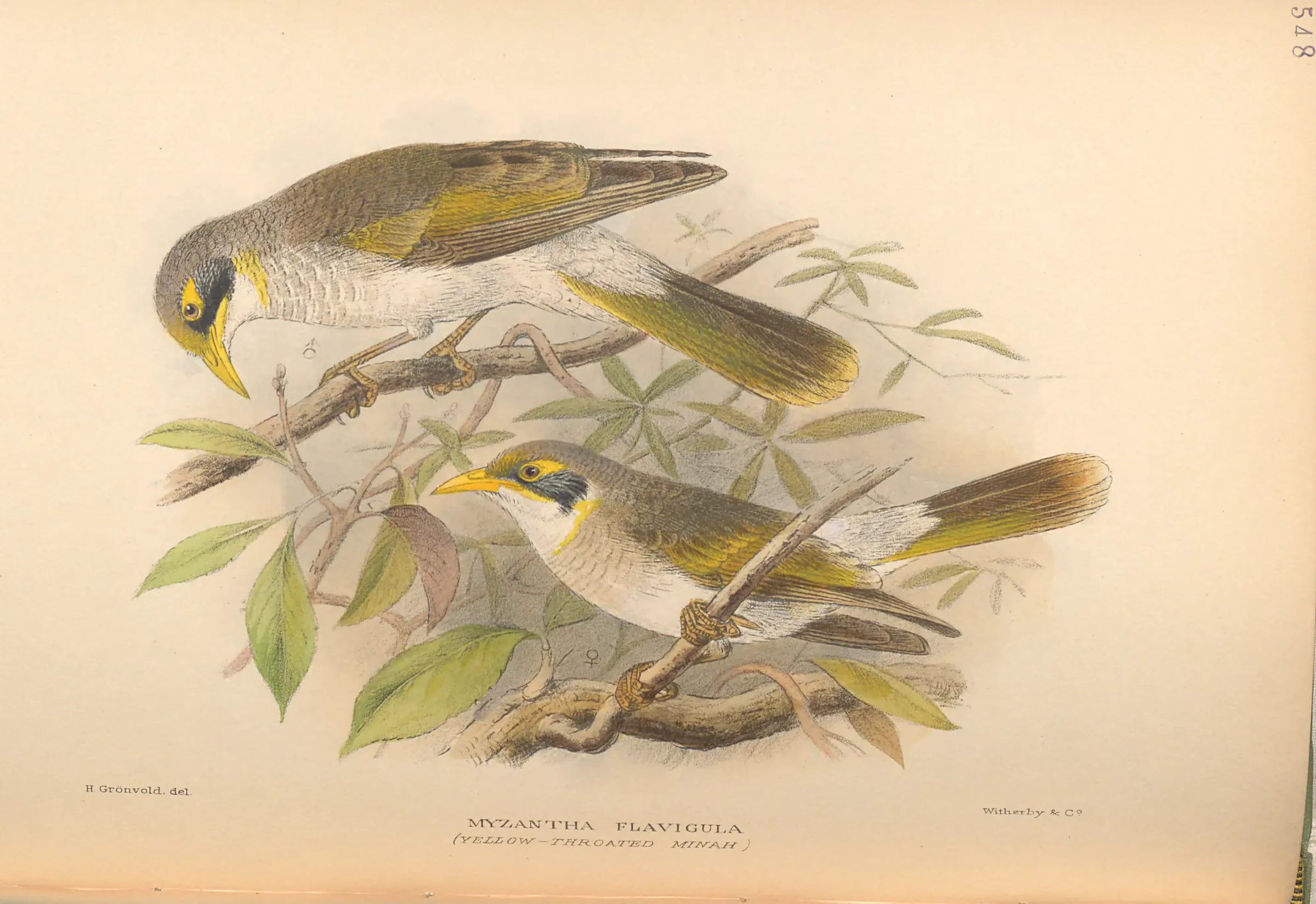 Historical bird plate: Yellow-throated Miner