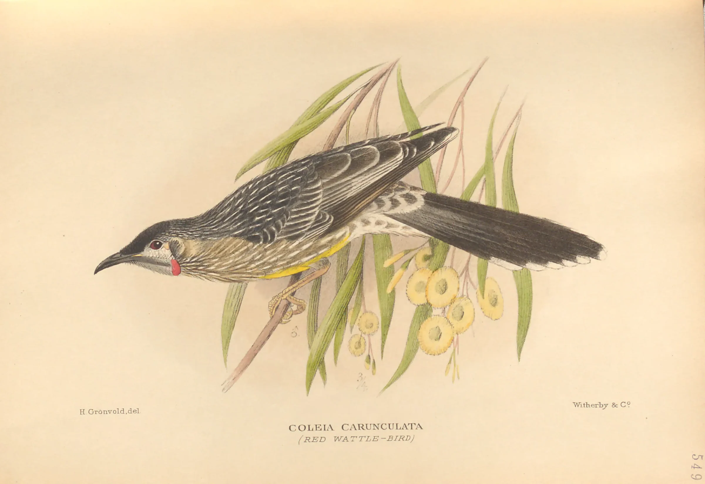 Historical bird plate: Red Wattlebird