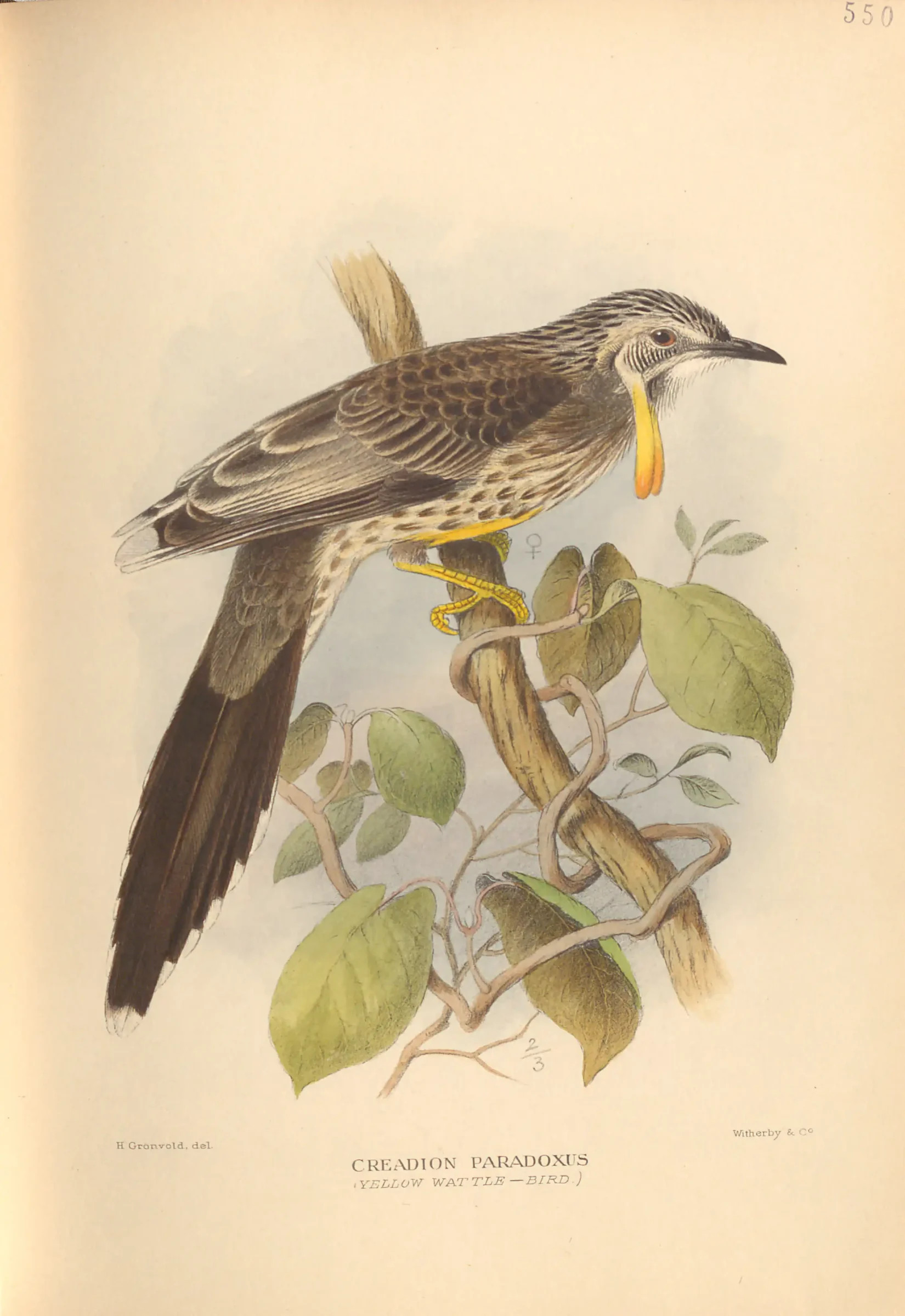 Historical bird plate: Yellow Wattlebird