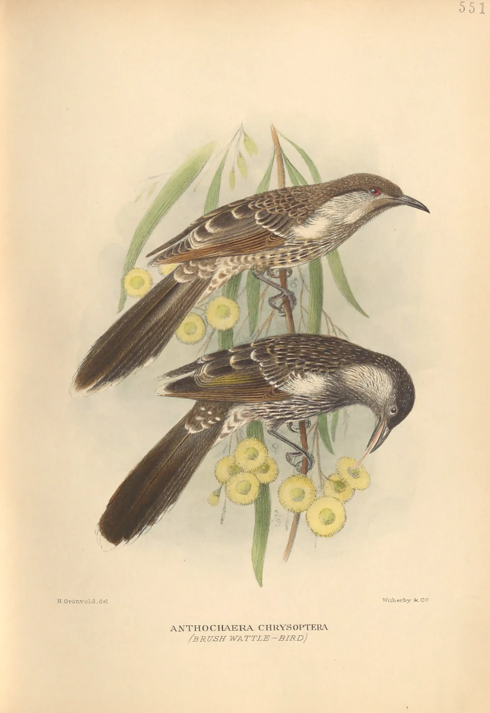 Historical bird plate: Little Wattlebird