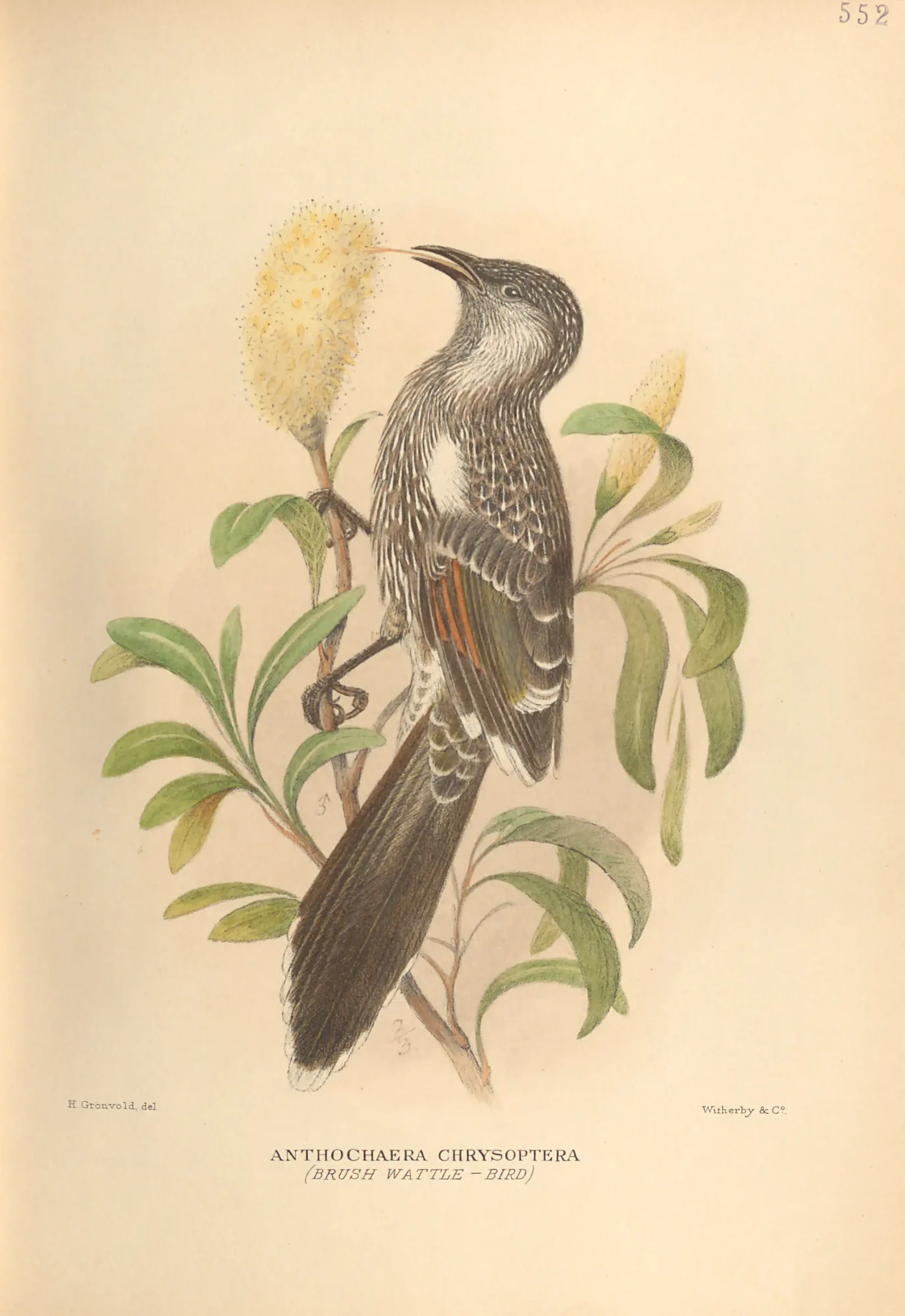 Historical bird plate: Little Wattlebird