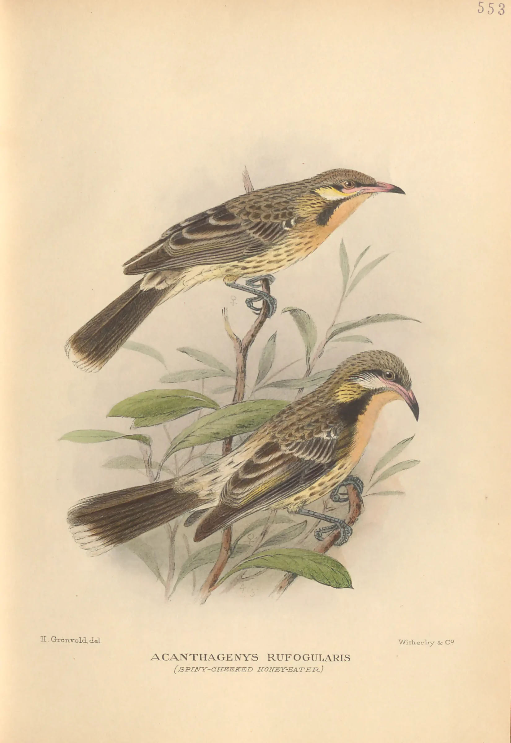 Historical bird plate: Spiny-cheeked Honeyeater