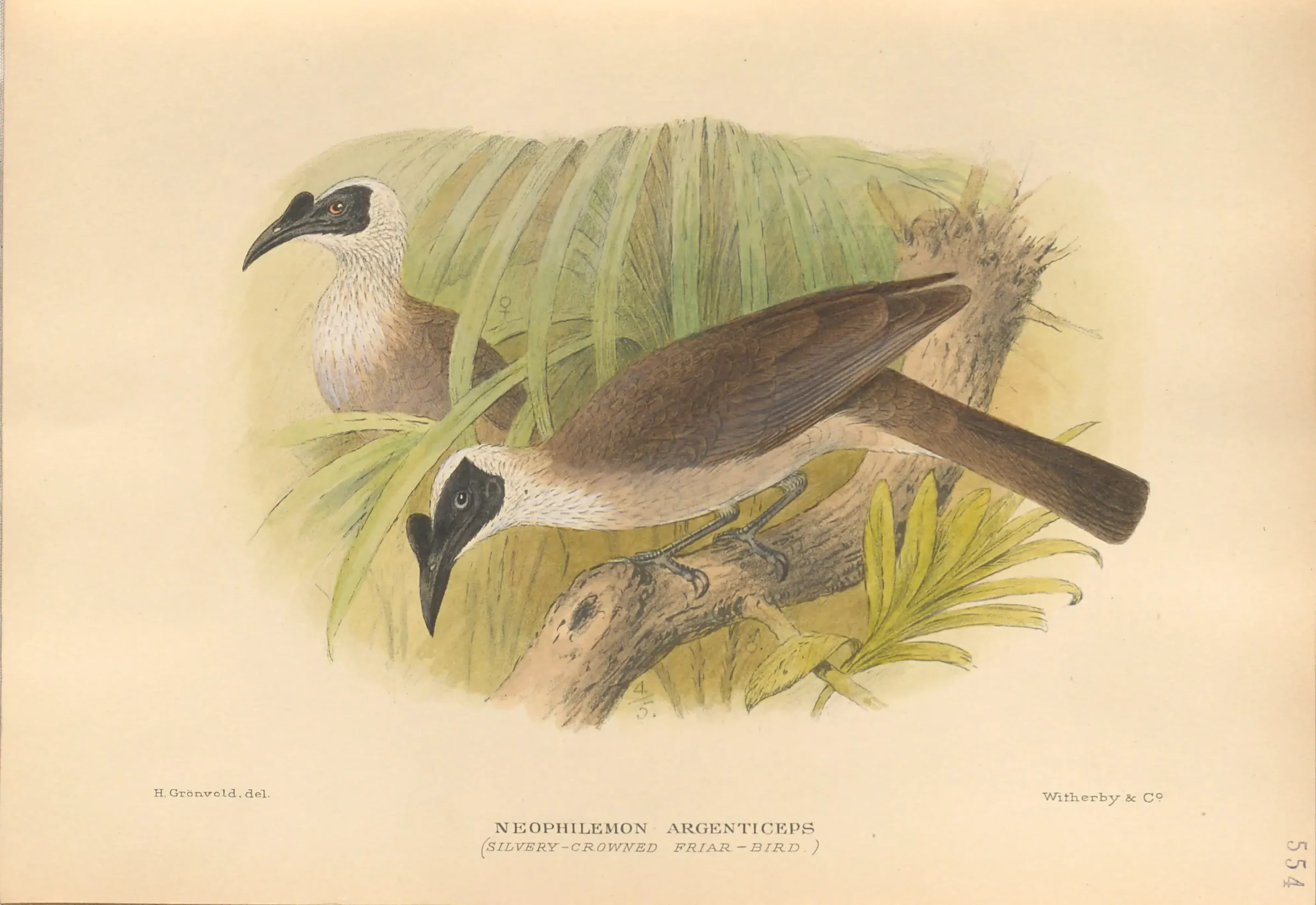 Historical bird plate: Silver-crowned Friarbird