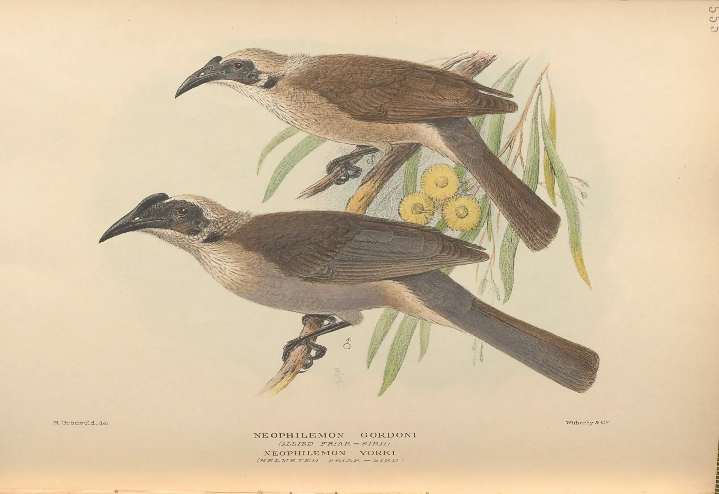 Historical bird plate: Helmeted Friarbird