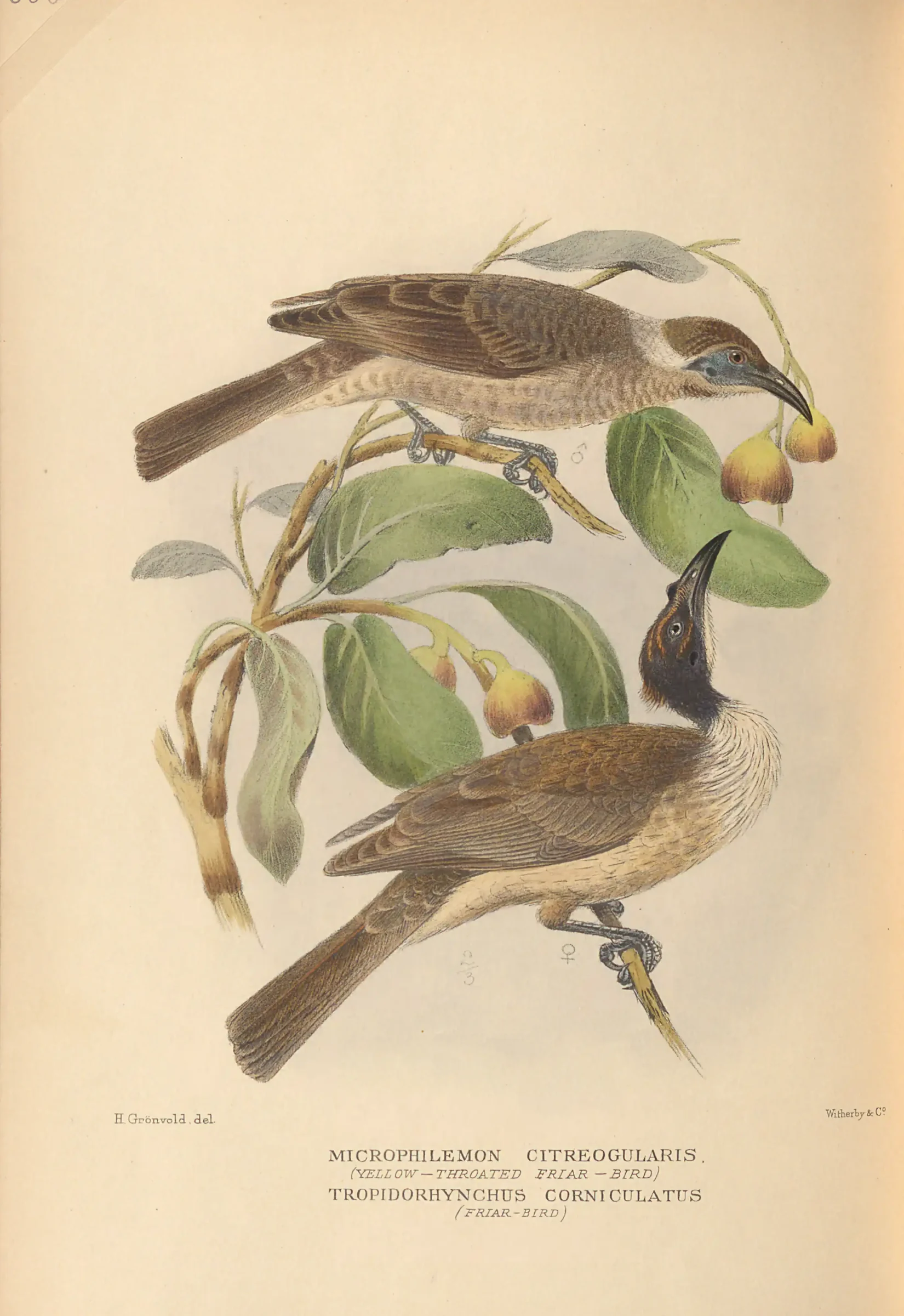 Historical bird plate: Little Friarbird