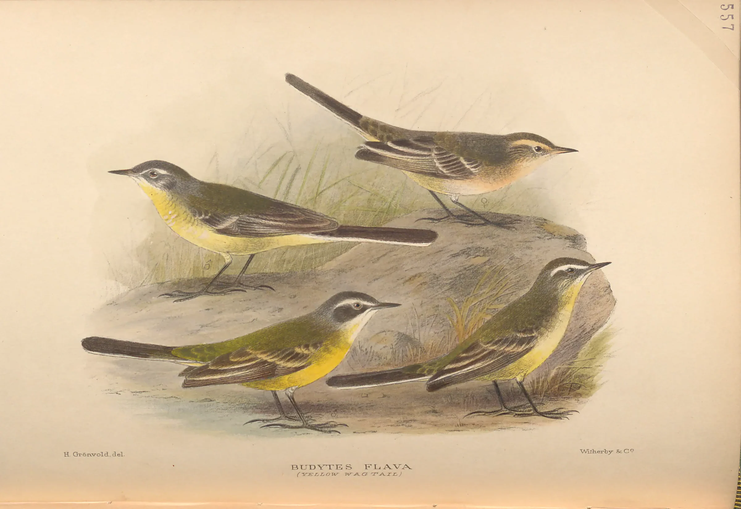 Historical bird plate: Eastern Yellow Wagtail