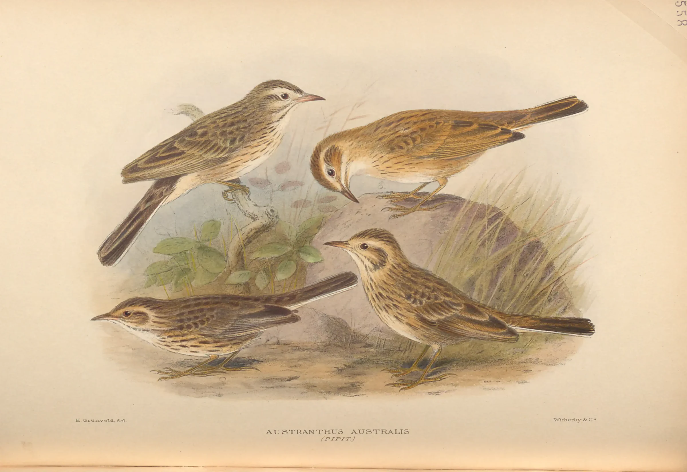 Historical bird plate: Australian Pipit