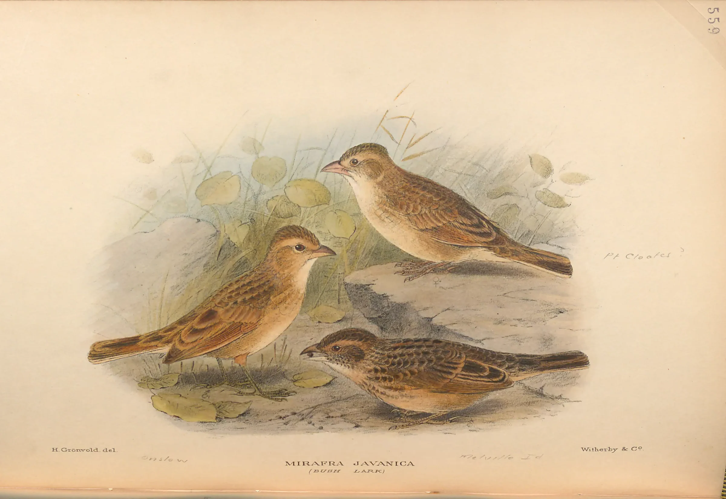 Historical bird plate: Singing Bush Lark