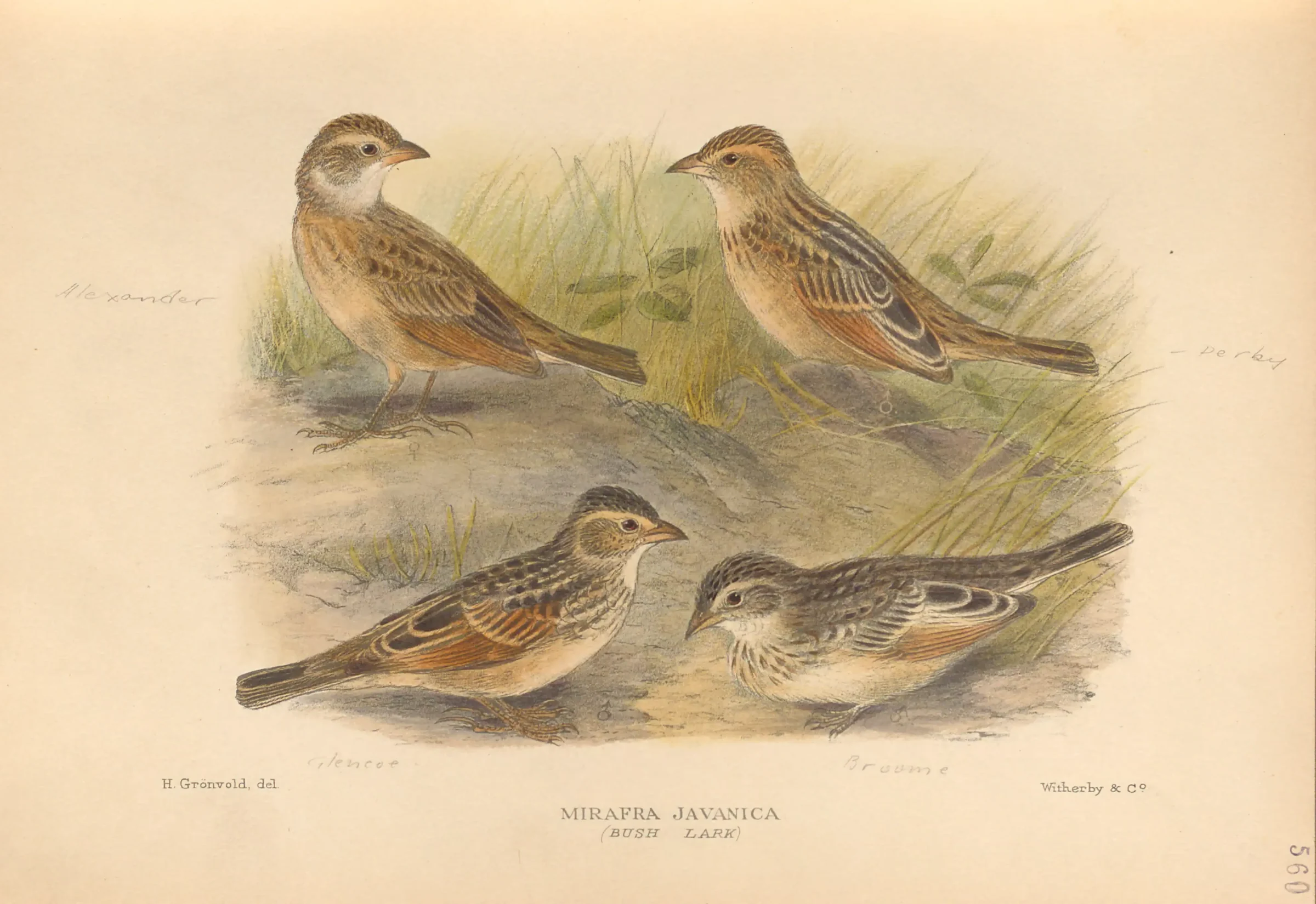 Historical bird plate: Singing Bush Lark