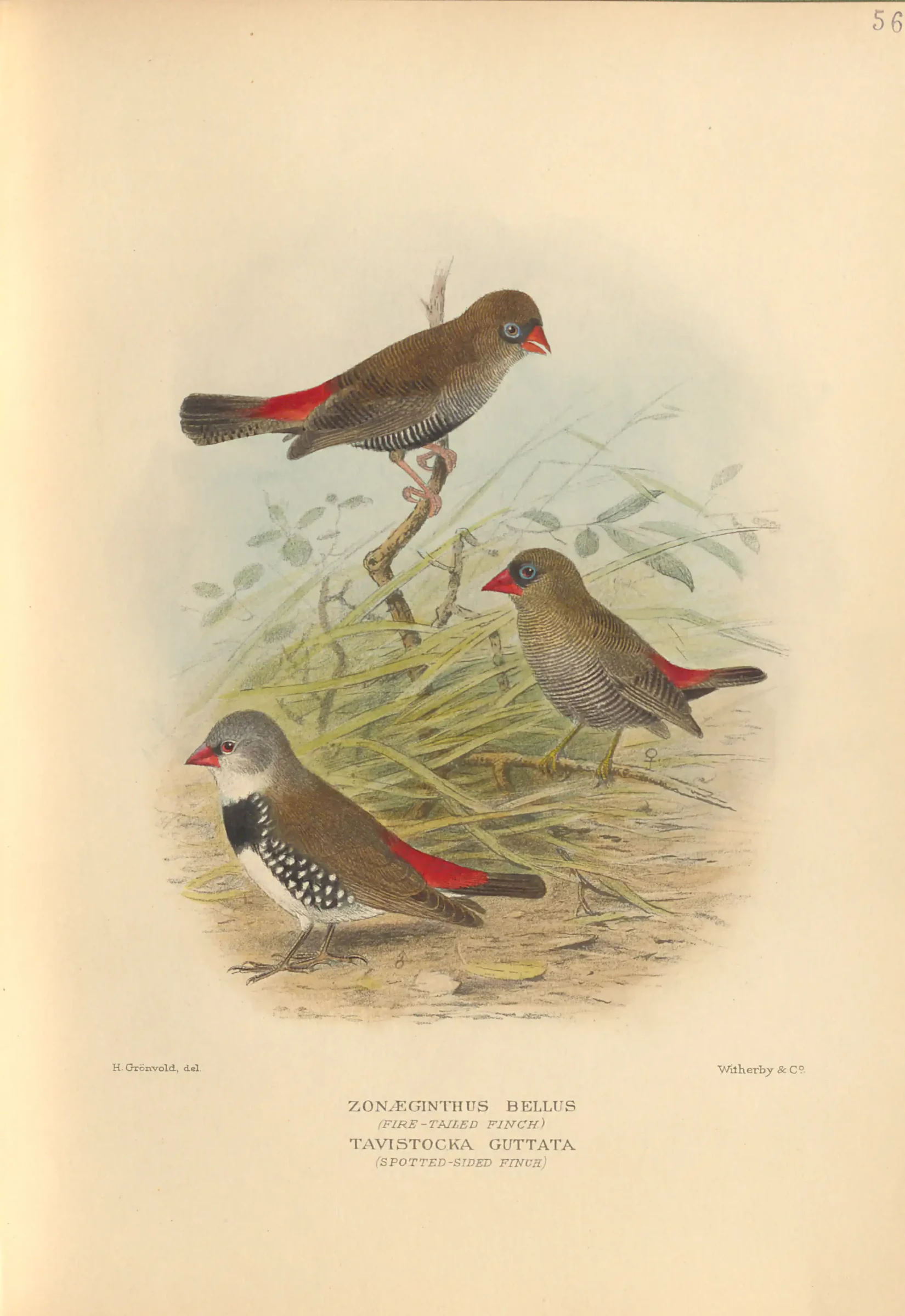 Historical bird plate: Beautiful Firetail