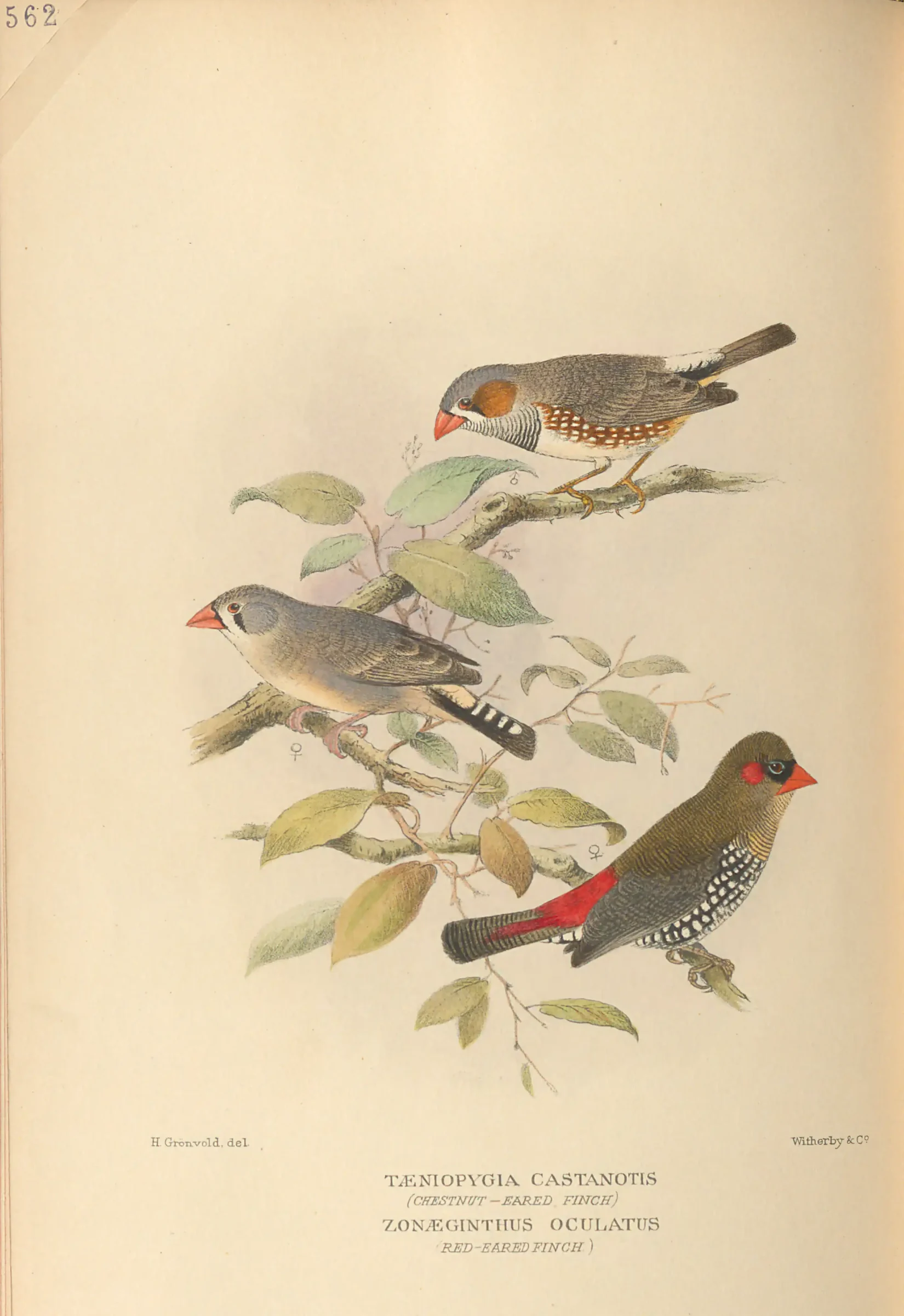 Historical bird plate: Red-eared Firetail
