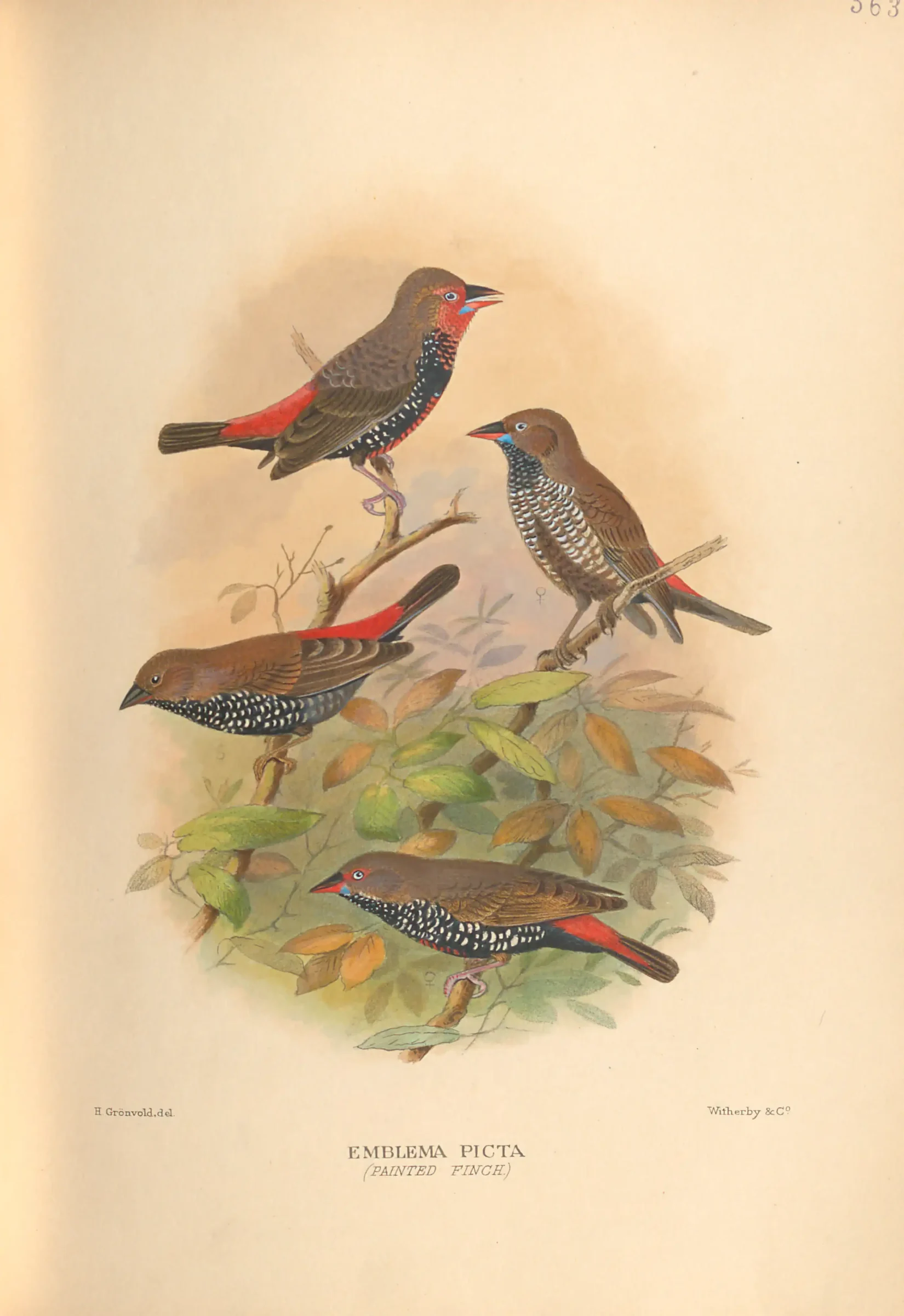 Historical bird plate: Painted Finch