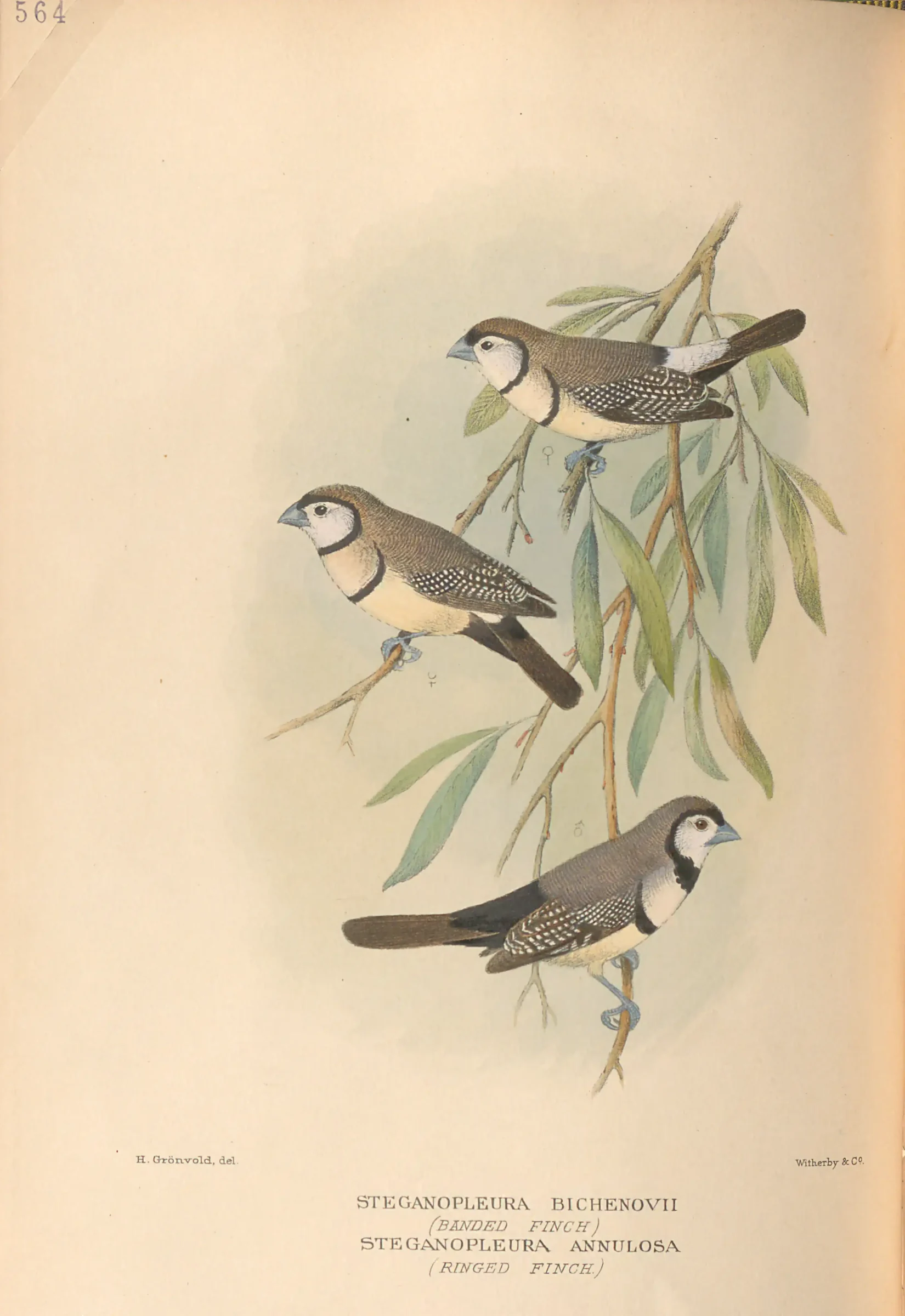 Historical bird plate: Double-barred Finch