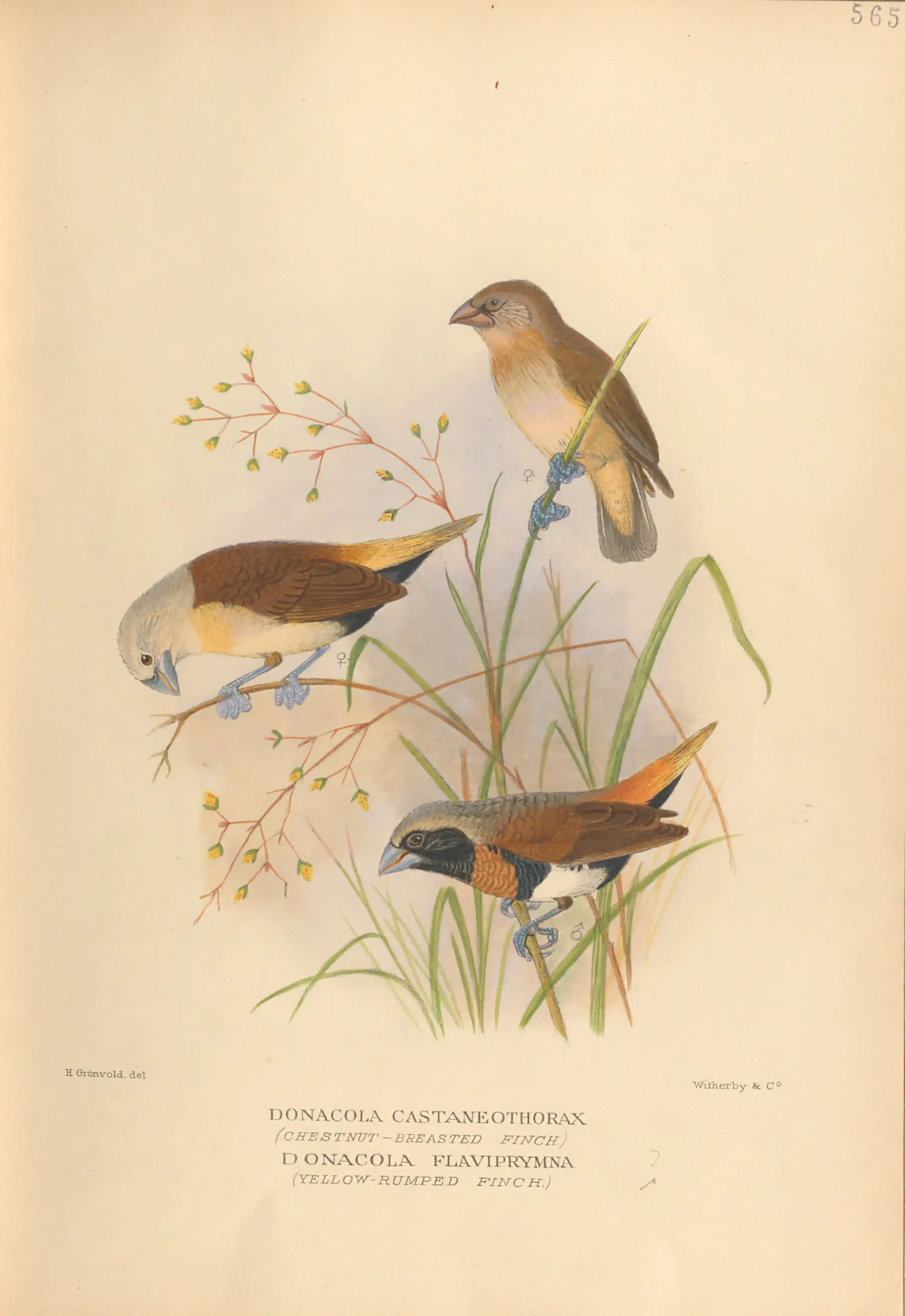 Historical bird plate: Chestnut-breasted Mannikin