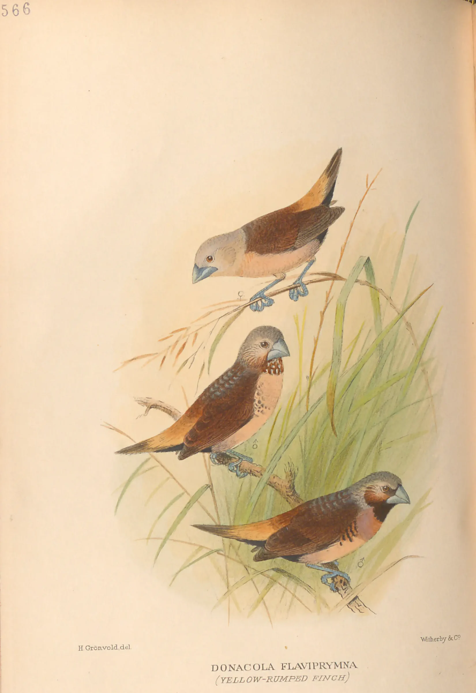 Historical bird plate: Yellow-rumped Mannikin