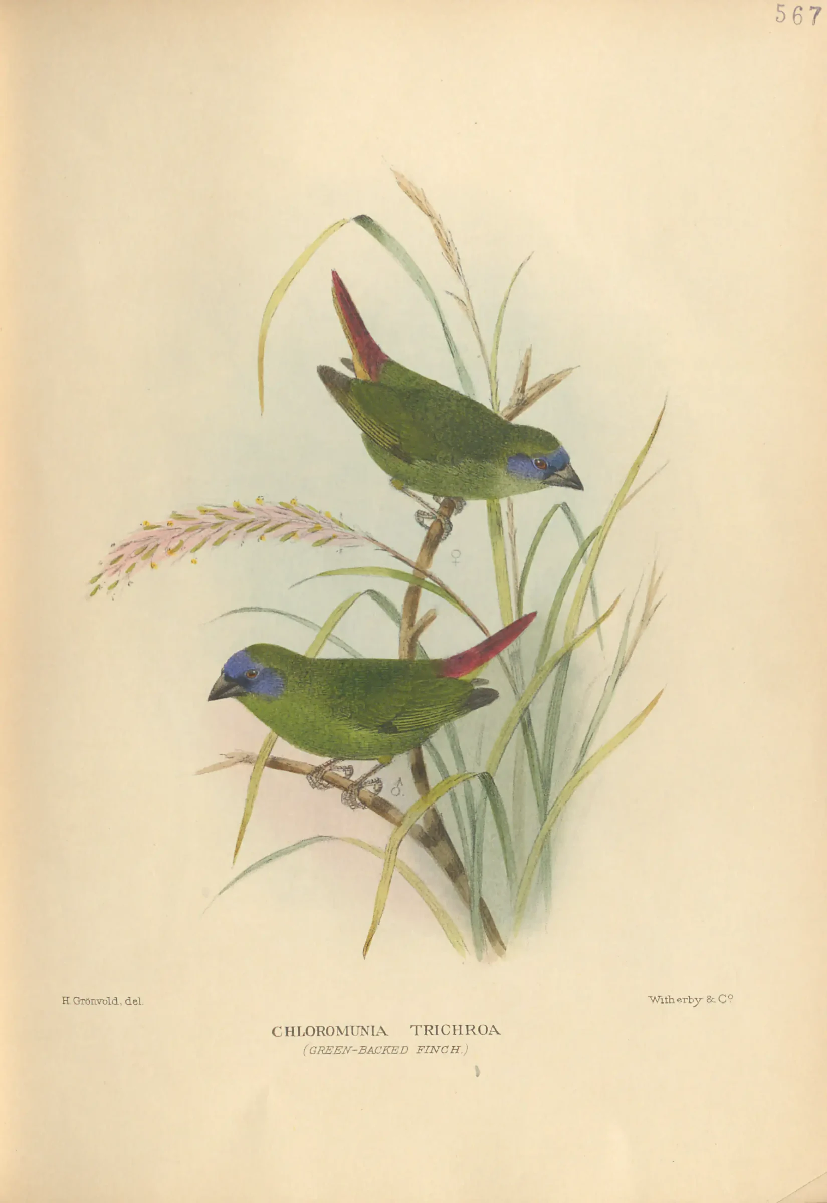 Historical bird plate: Blue-faced Parrotfinch