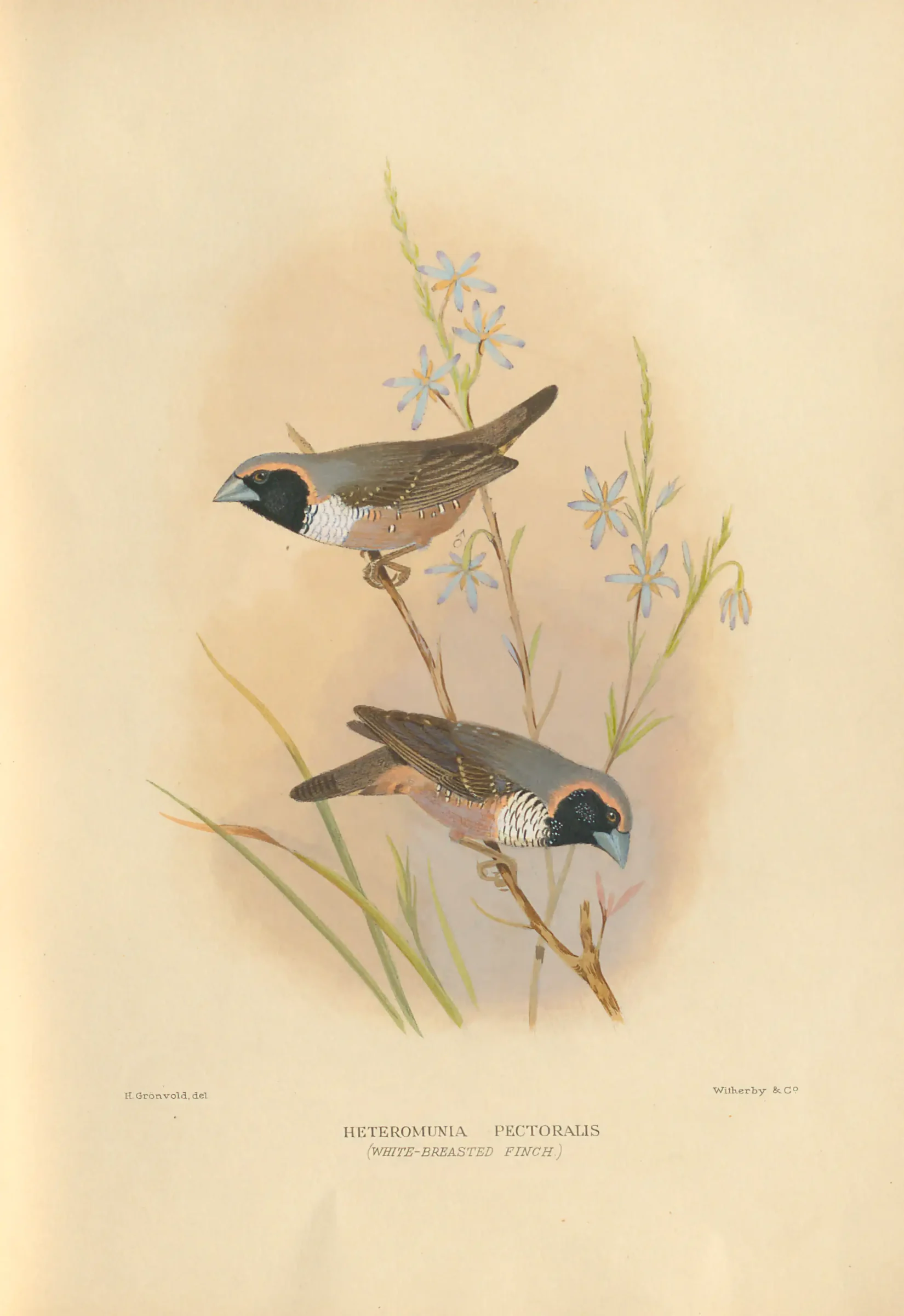Historical bird plate: Pictorella Mannikin