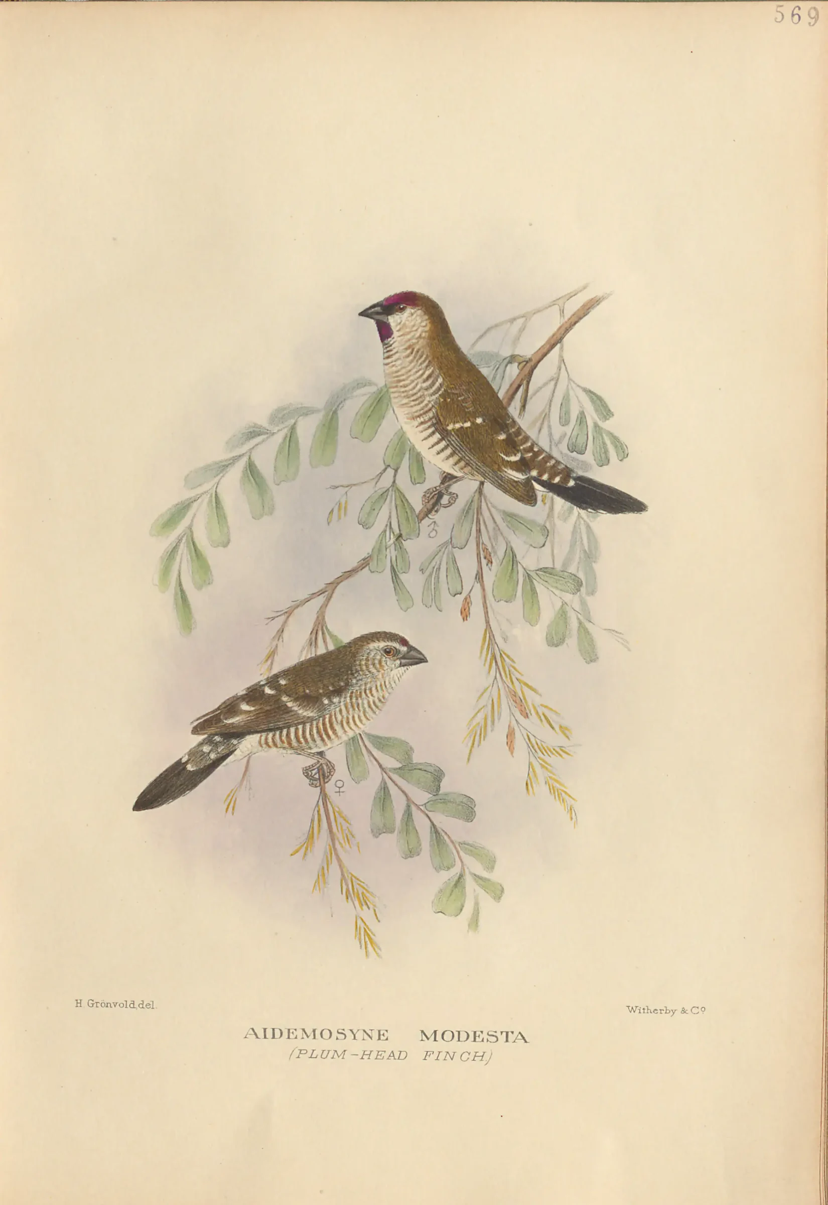 Historical bird plate: Plum-headed Finch