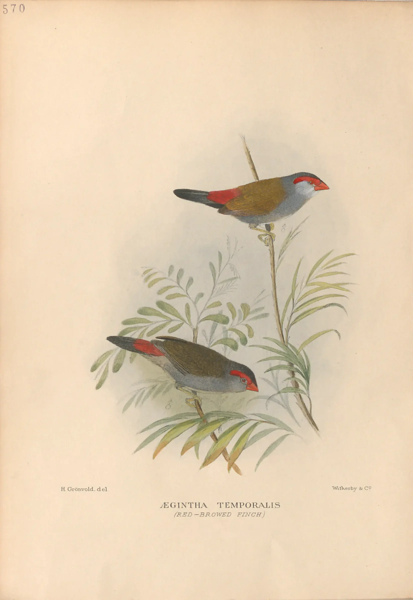 Historical bird plate: Red-browed Finch