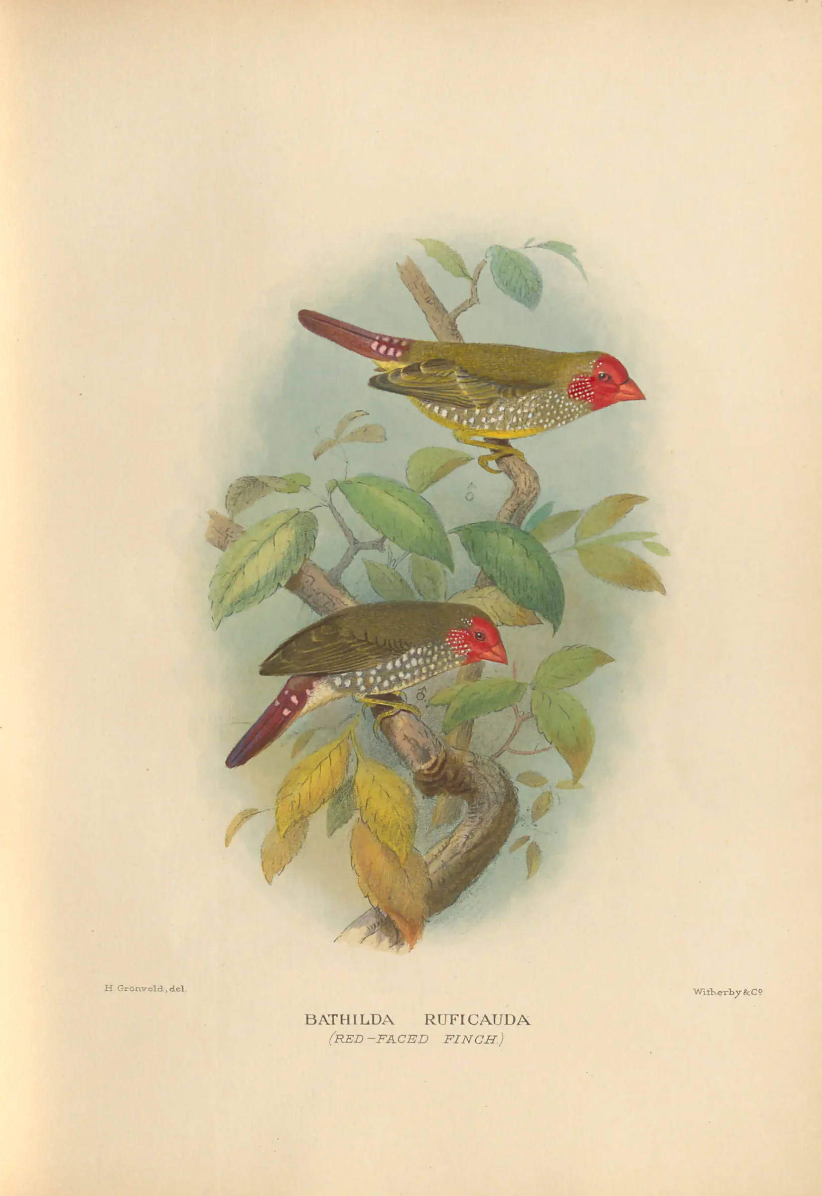 Historical bird plate: Star Finch