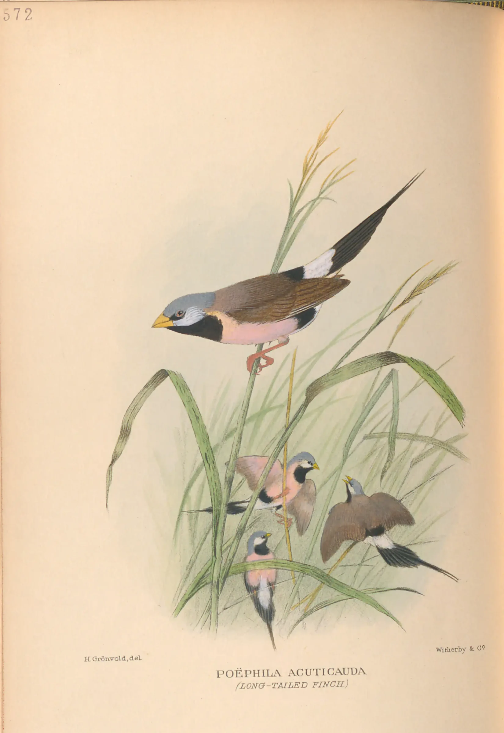 Historical bird plate: Long-tailed Finch
