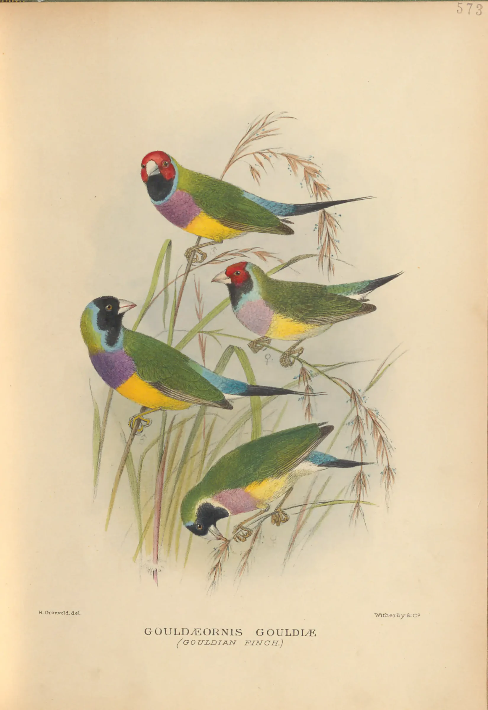 Historical bird plate: Gouldian Finch