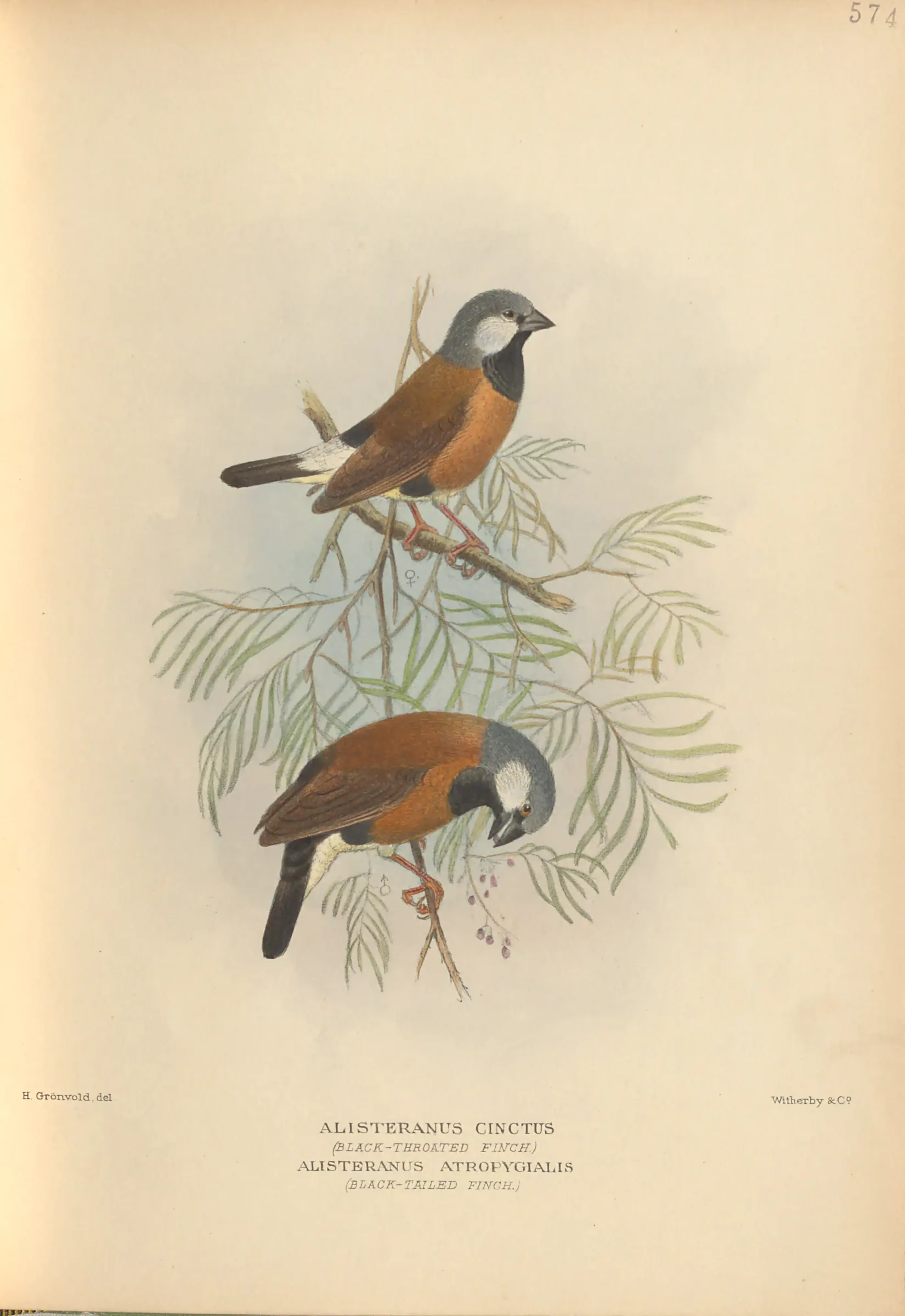 Historical bird plate: Black-throated Finch