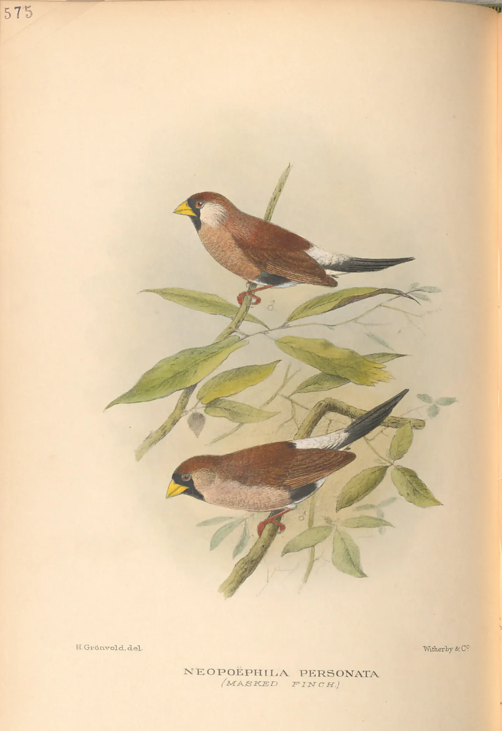 Historical bird plate: Masked Finch