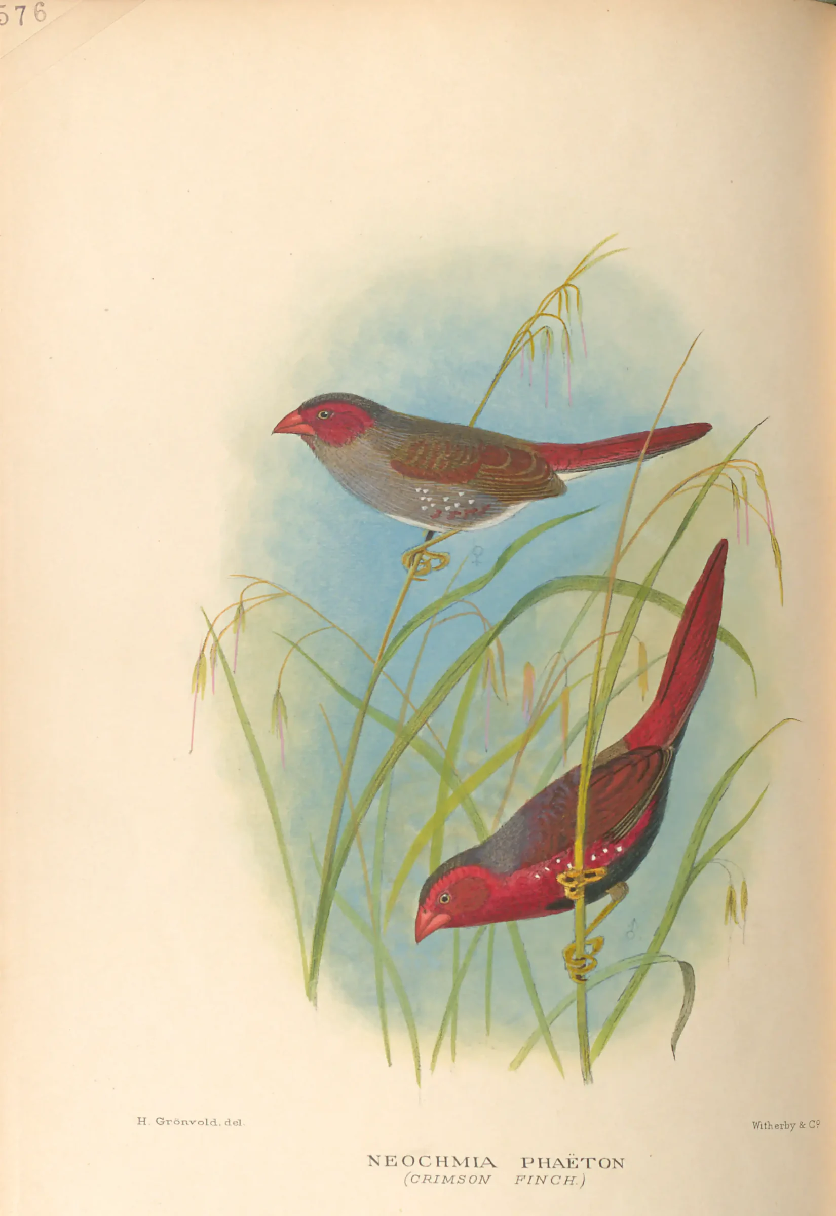 Historical bird plate: Crimson Finch