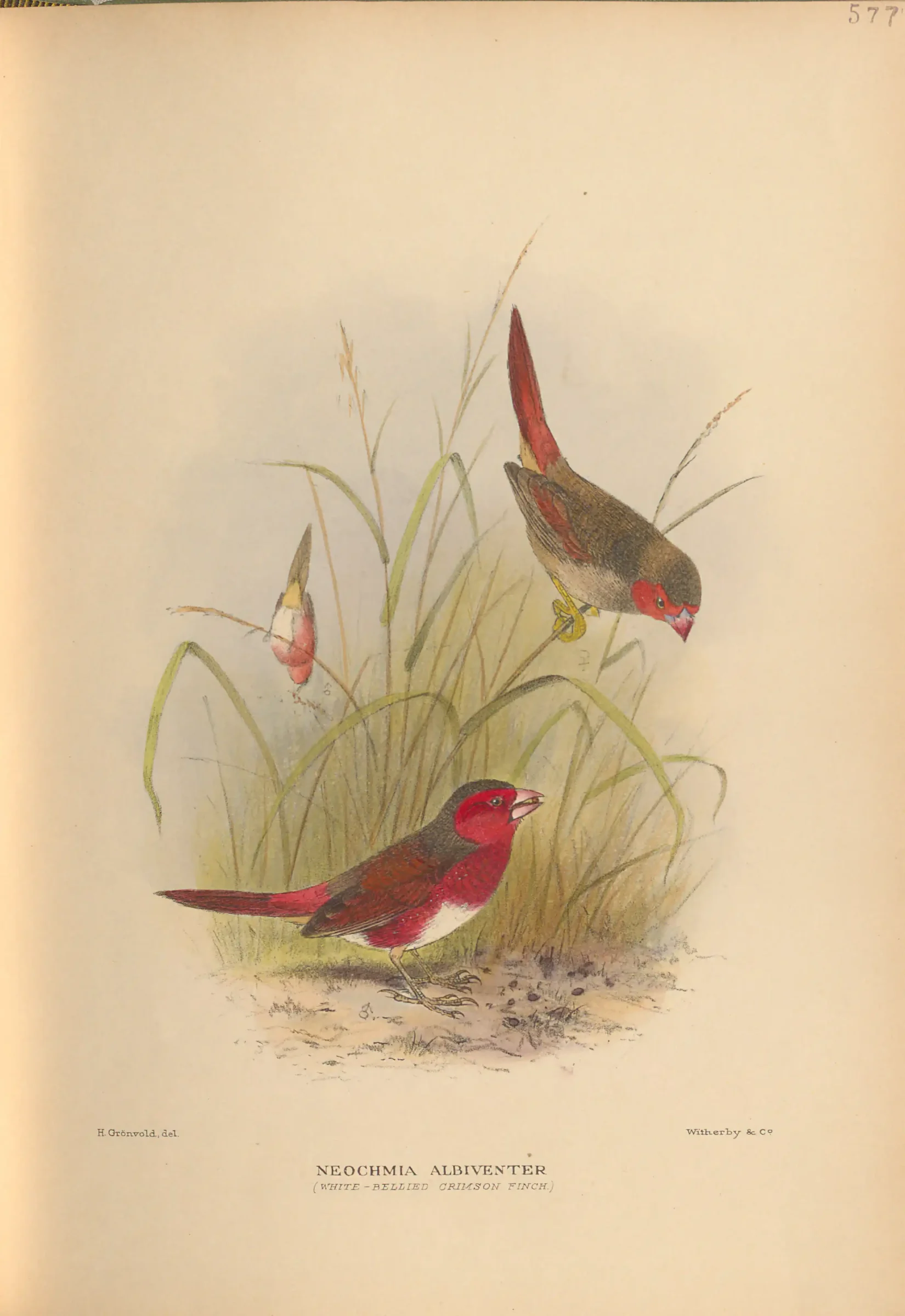 Historical bird plate: Crimson Finch