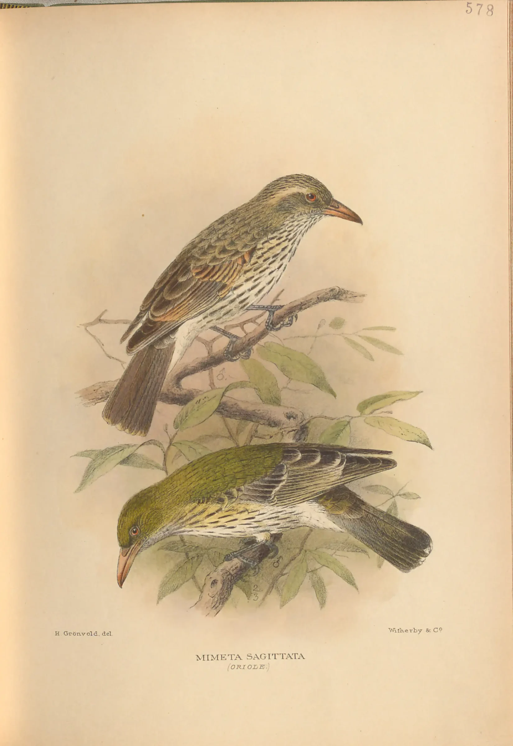 Historical bird plate: Olive-backed Oriole