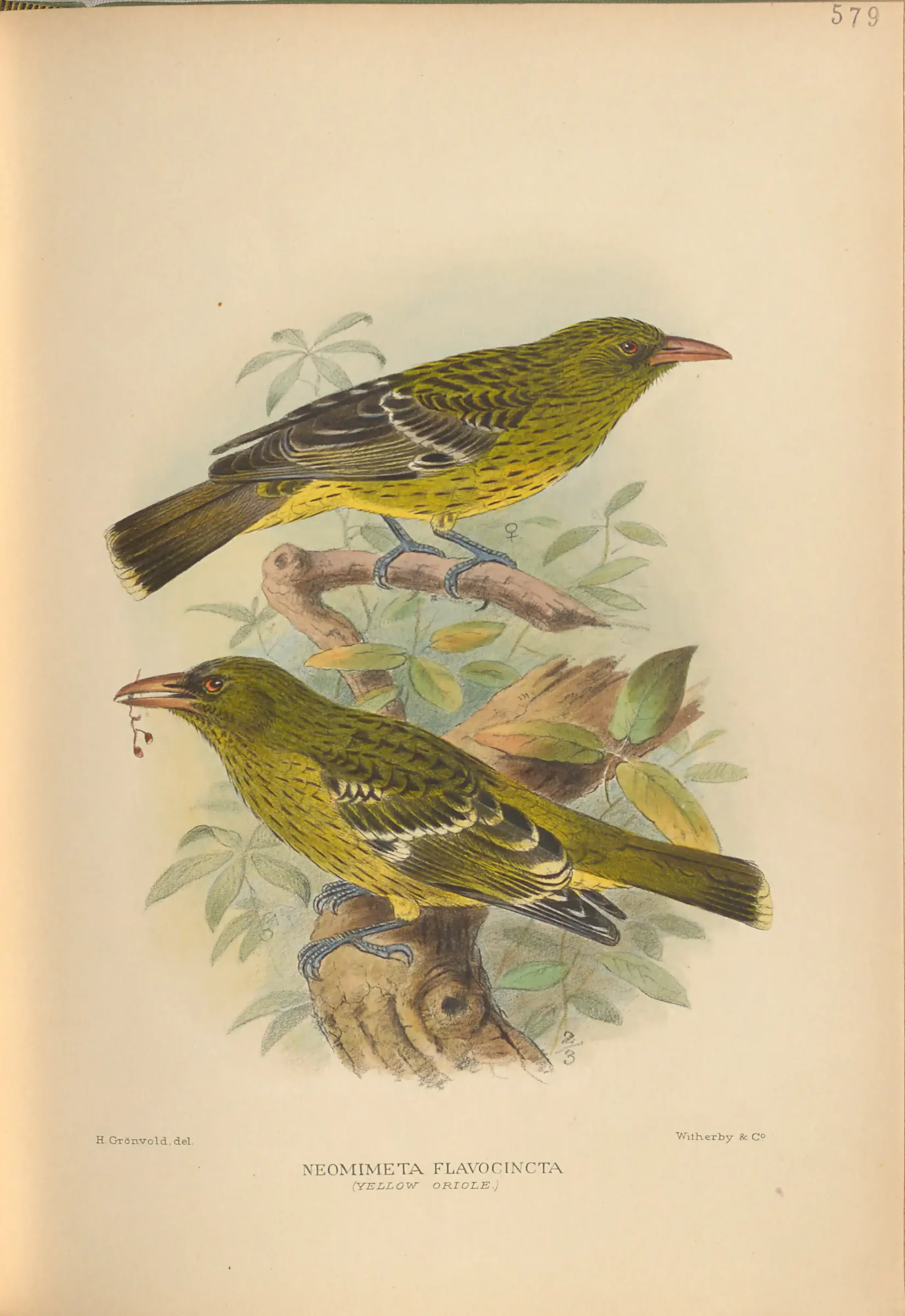 Historical bird plate: Green Oriole