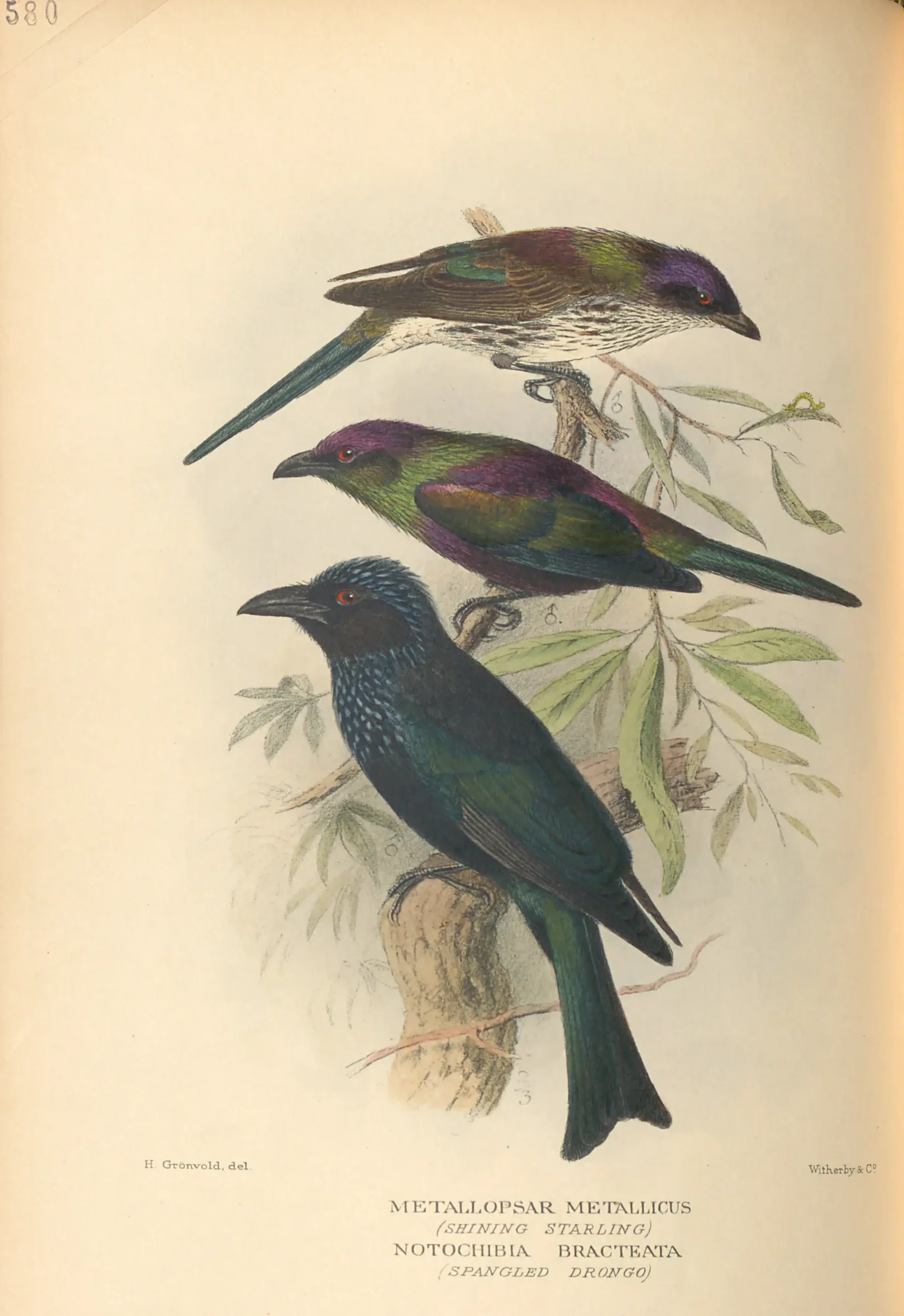 Historical bird plate: Metallic Starling
