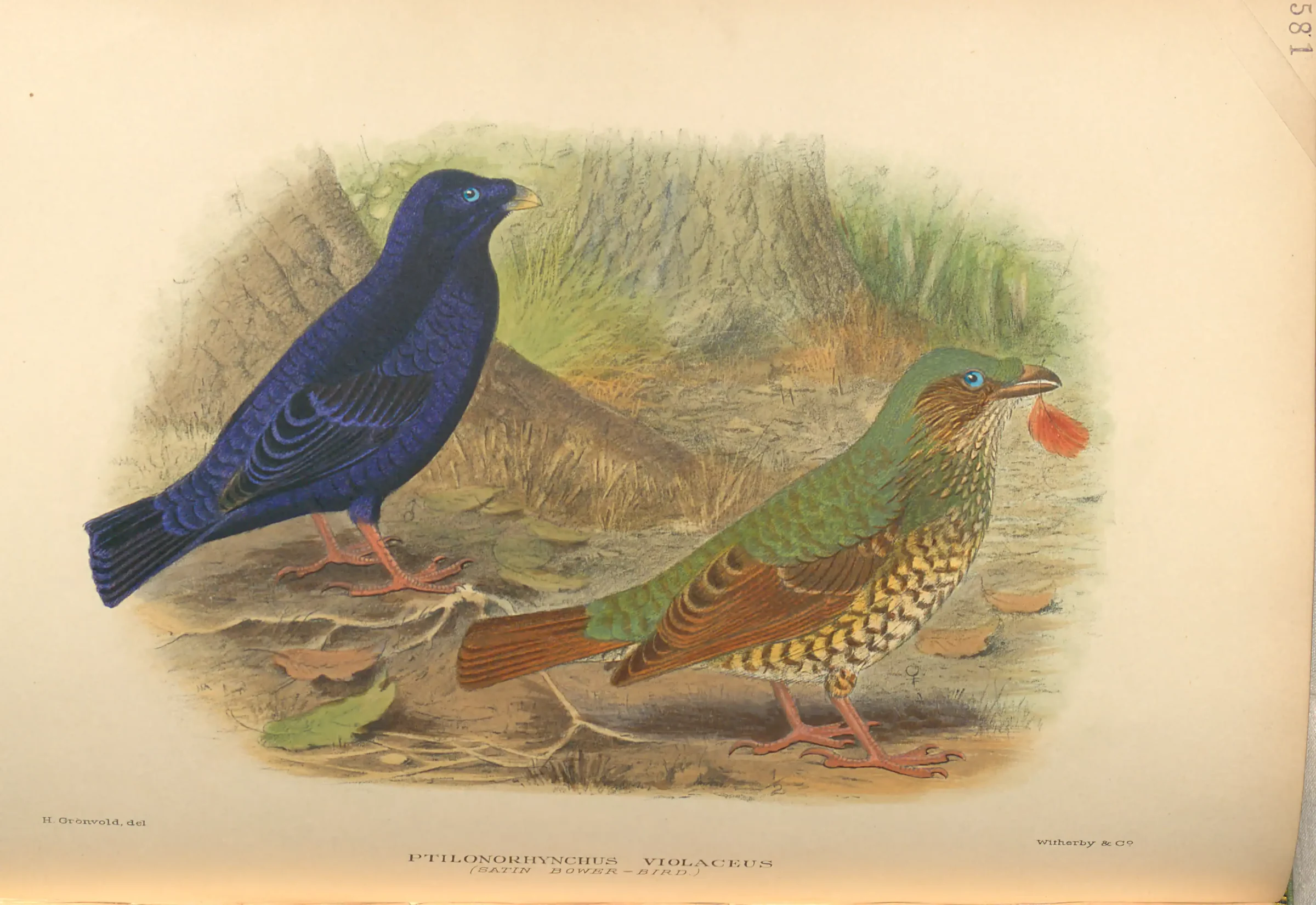 Historical bird plate: Satin Bowerbird