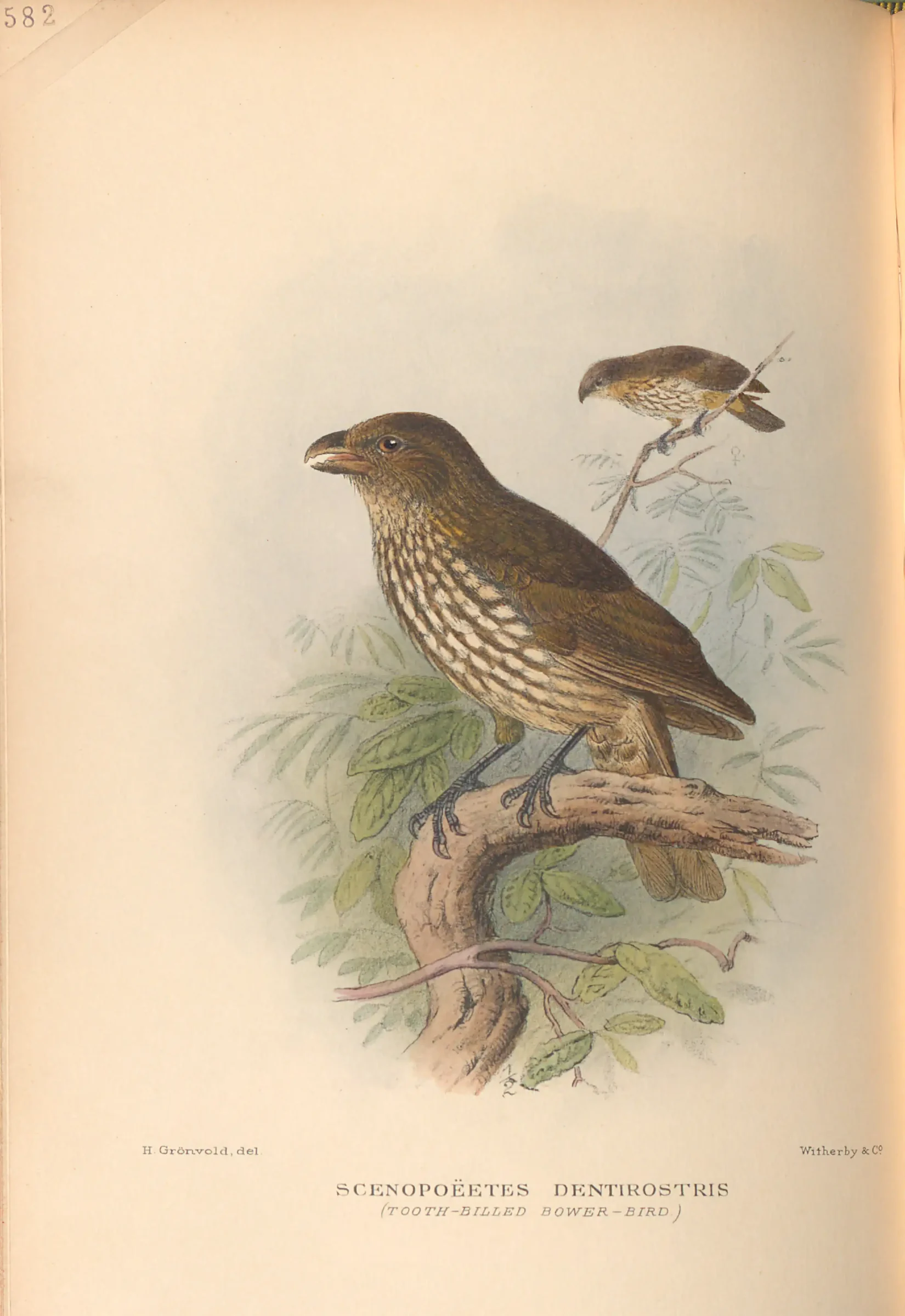 Historical bird plate: Tooth-billed Bowerbird