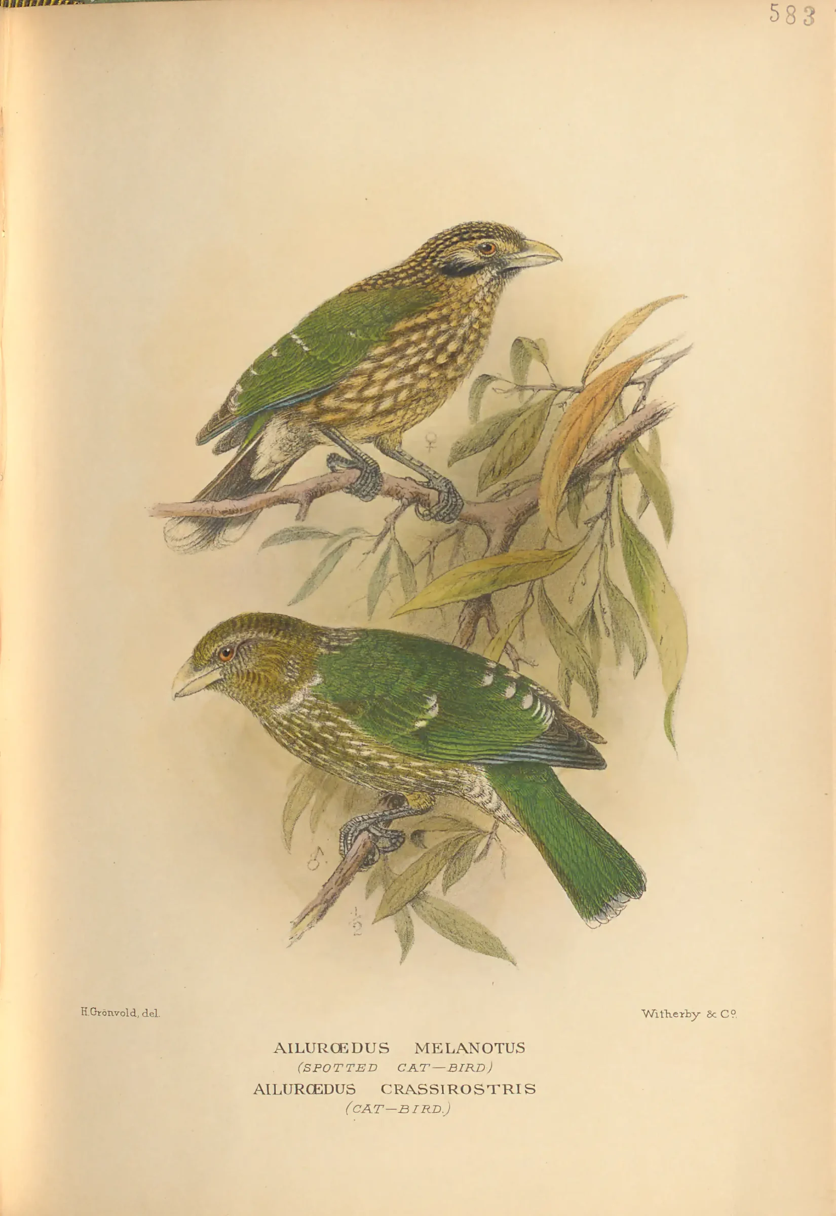 Historical bird plate: Green Catbird
