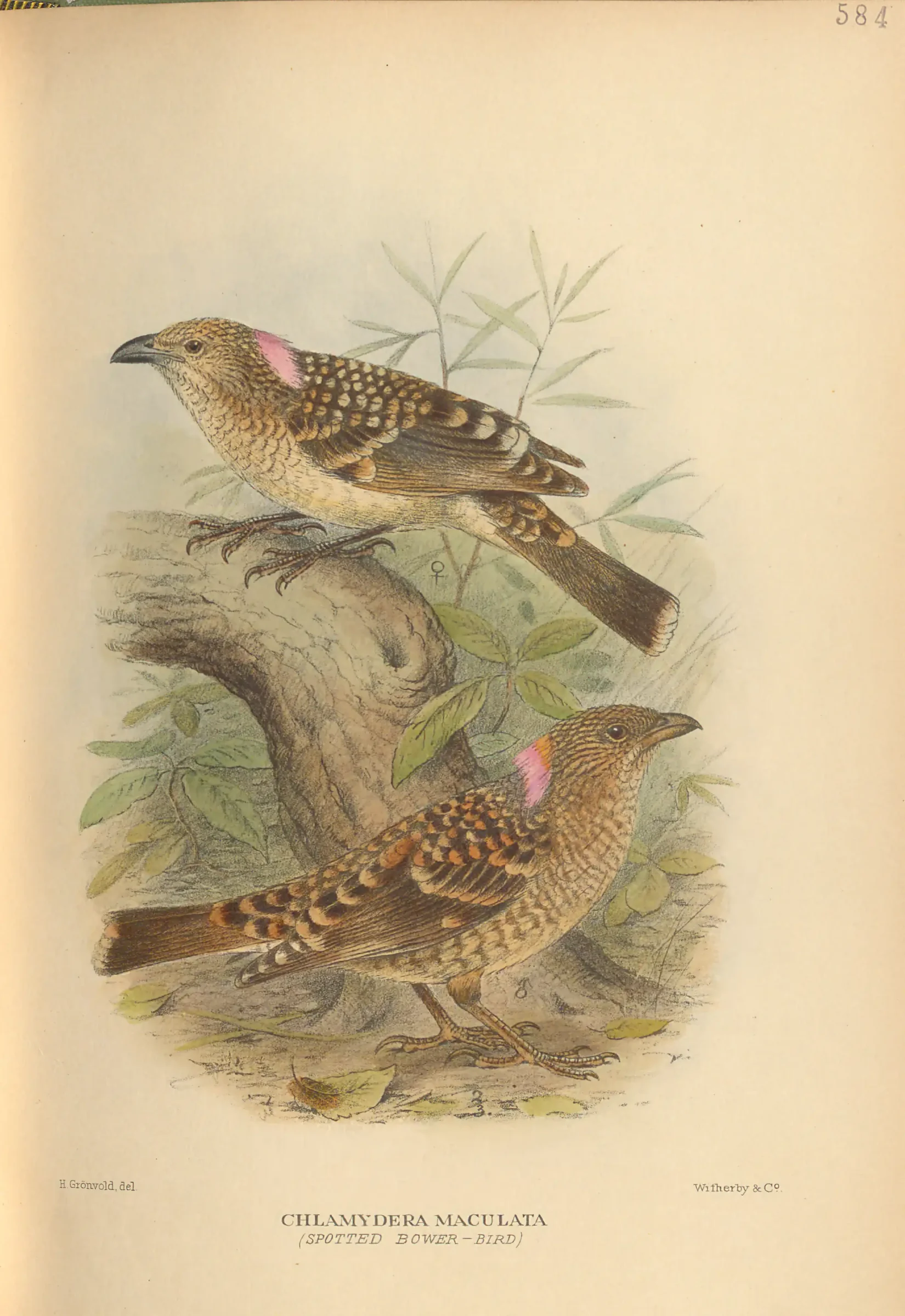 Historical bird plate: Spotted Bowerbird