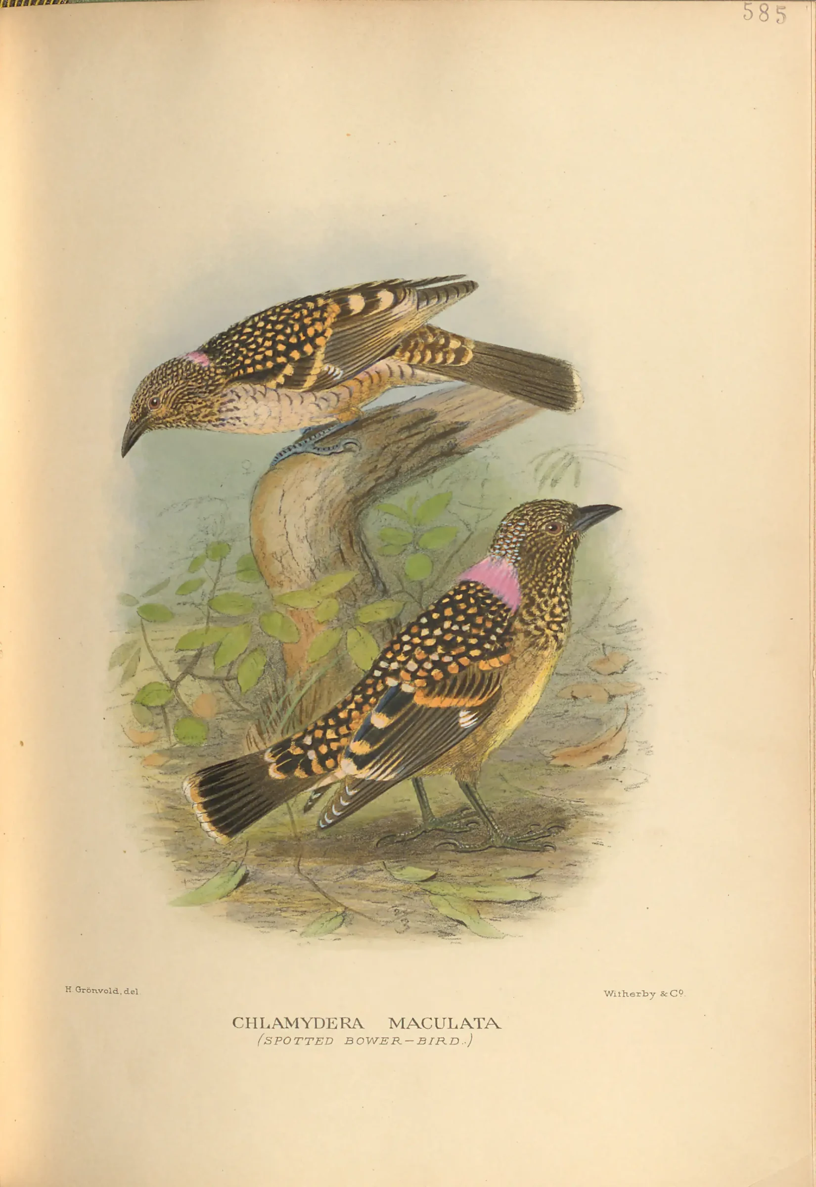 Historical bird plate: Spotted Bowerbird