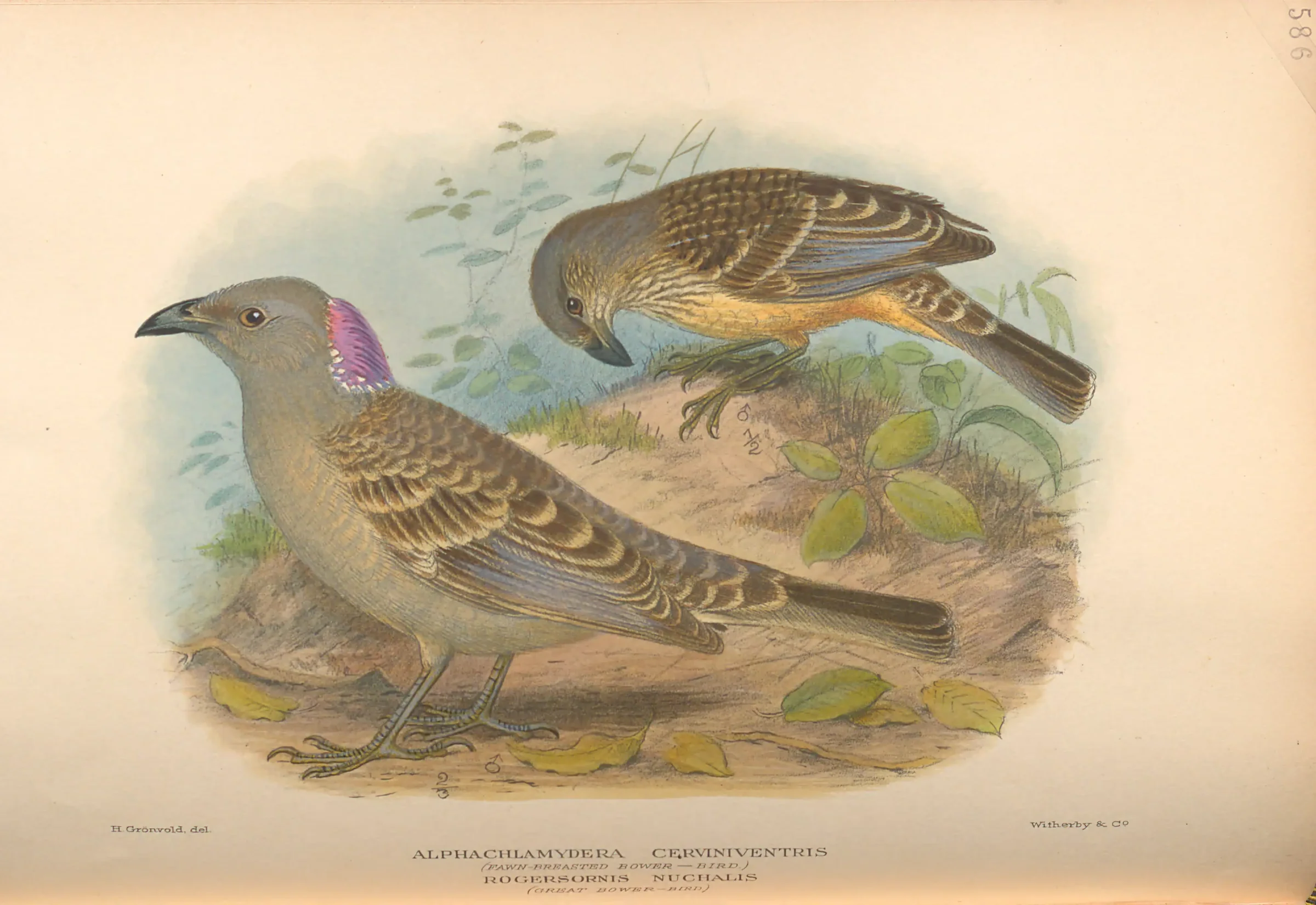 Historical bird plate: Fawn-breasted Bowerbird