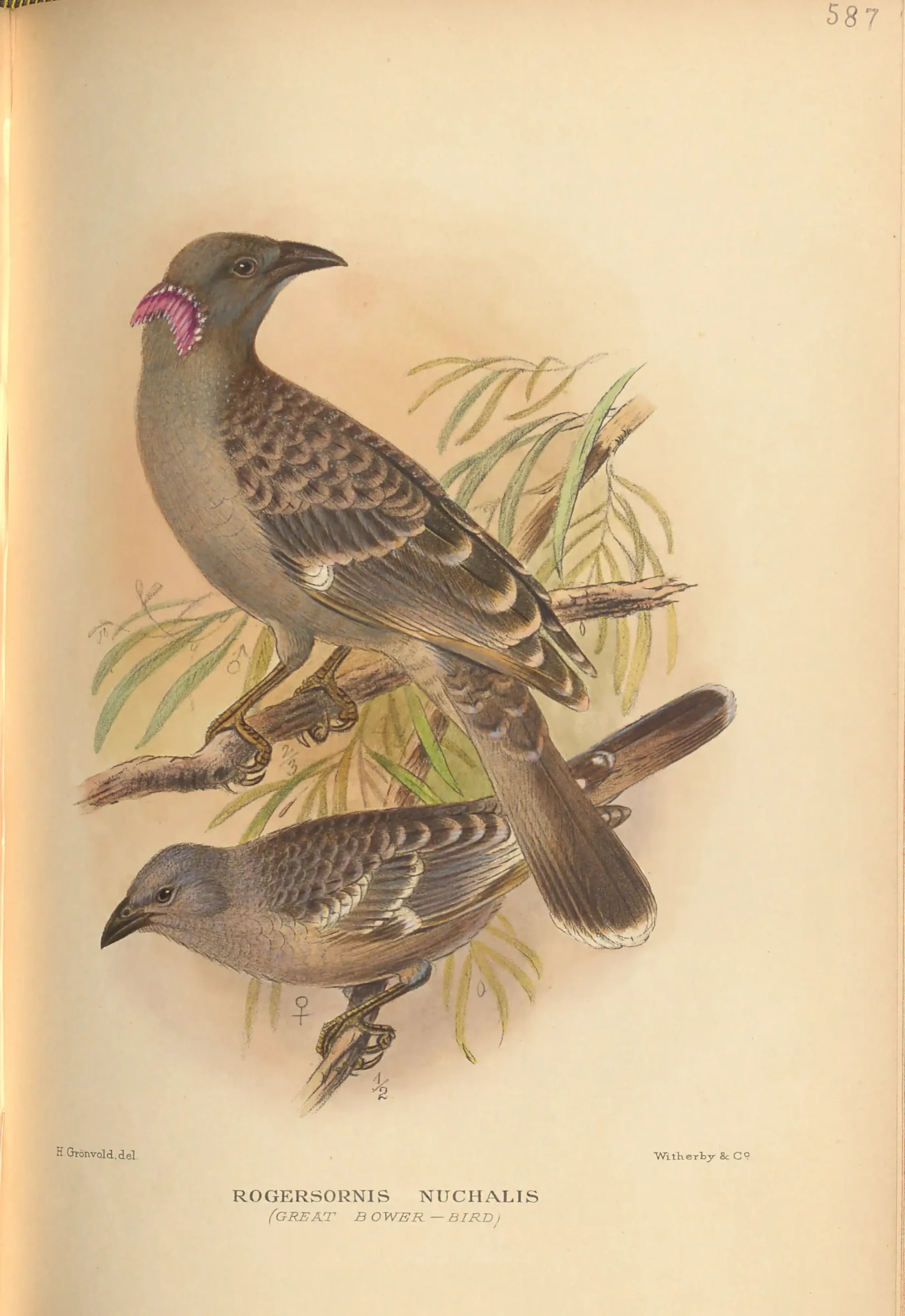 Historical bird plate: Great Bowerbird
