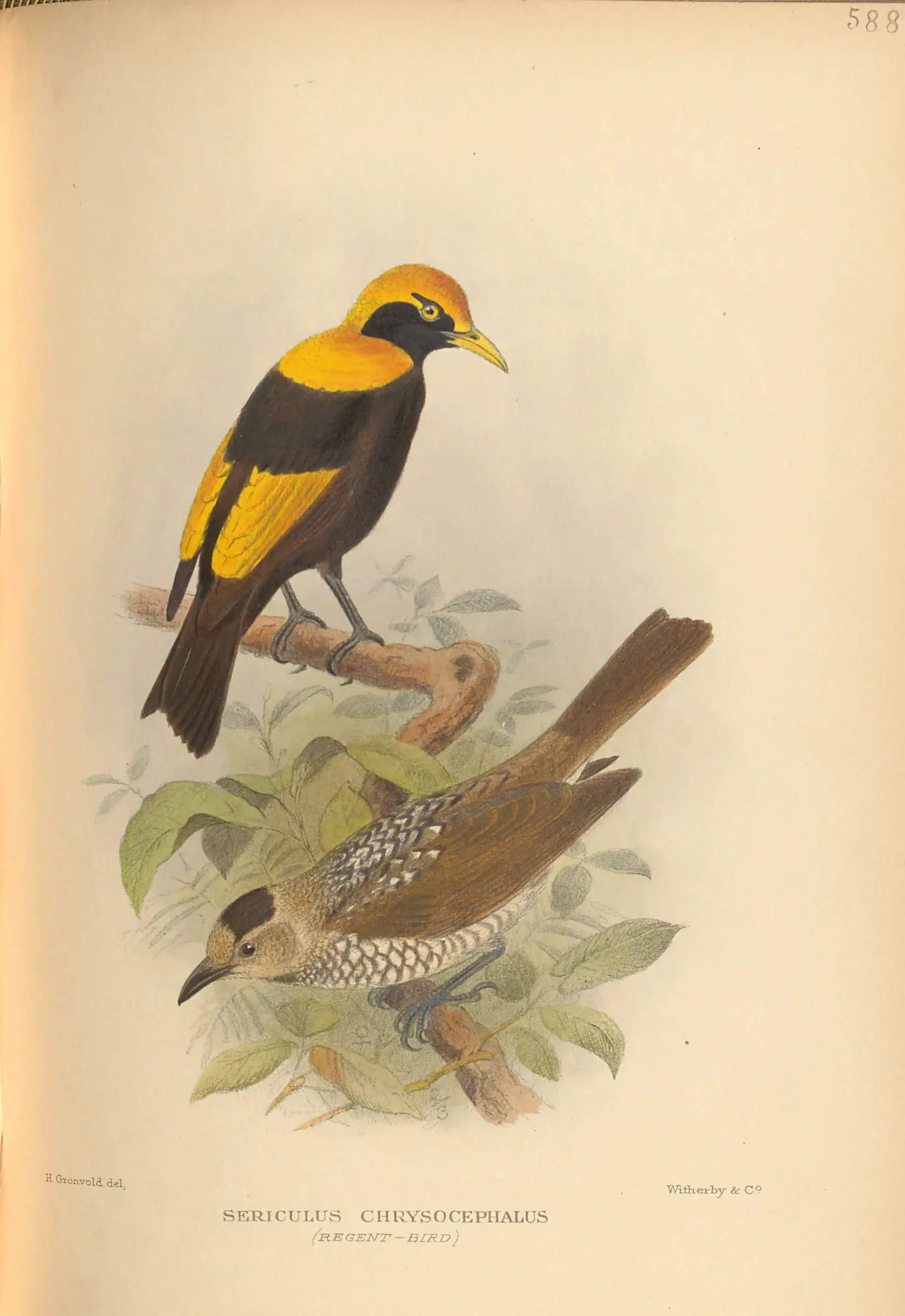 Historical bird plate: Regent Bowerbird